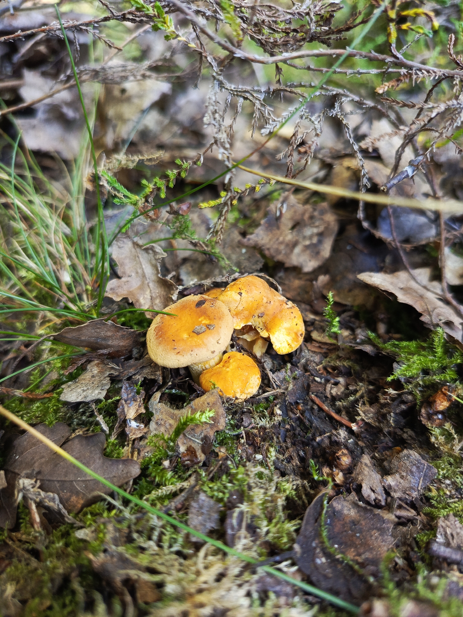 A cluster of three small, orange mushrooms is visible on the forest floor in Kruszyn, Poland. The mushrooms are growing on a dark, decaying log, surrounded by fallen leaves, moss, and dry twigs. Green grass and other low-lying vegetation are also present. The scene is a close-up, natural environment, likely a forest or wooded area.