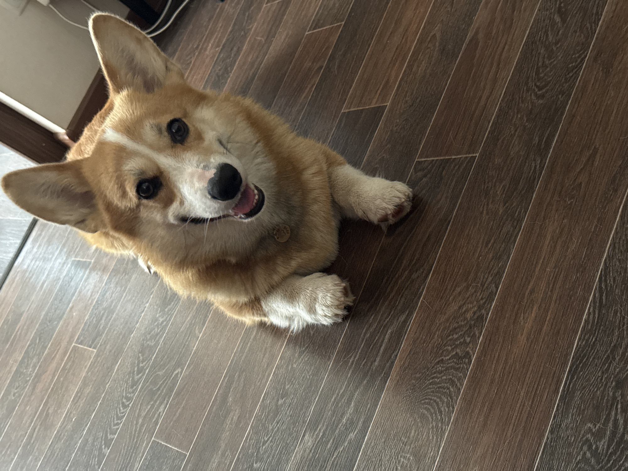 A medium-sized tan and white corgi dog is lying on a brown wood-patterned floor, facing upwards toward the camera. The dog is indoors and appears to be looking at the viewer with an open mouth. The environment appears to be domestic, with a portion of a white wall and some wires visible in the background.
There is no information to indicate this image was taken in Votkinsk, Russia.