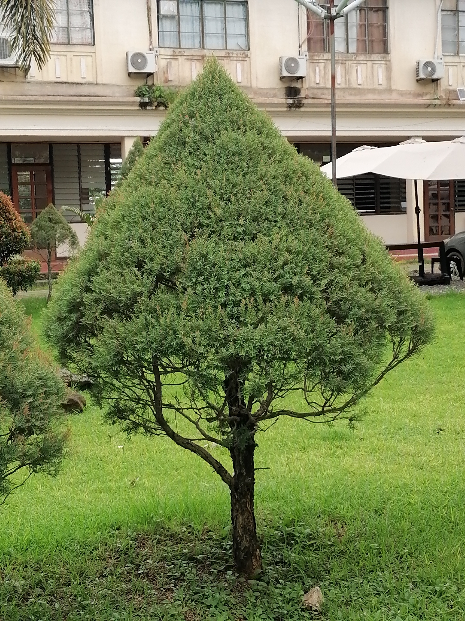 This media file presents an outdoor daytime scene in Davao City, Philippines, featuring a meticulously maintained garden area adjacent to a building. The central subject is a conical-shaped evergreen tree, possibly a type of juniper or cypress, with dense green foliage and a dark, gnarled trunk, standing on a bed of lush green grass.
In the background, a light-colored, multi-story building with a cream-colored facade and numerous multi-paned windows is visible. Several white outdoor air conditioning units are mounted on its exterior. Decorative architectural elements are also present on the building's facade, suggesting an older or institutional structure.
To the right of the main tree, a large white outdoor umbrella is partially visible, hinting at an outdoor seating area, and a portion of a dark-colored car can be seen further back. Other smaller, similarly pruned trees dot the landscape, particularly on the left side of the frame, contributing to the manicured appearance of the grounds. The ground is covered with vibrant green grass and some low-lying darker green foliage around the tree bases.
The scene is static, with no human activity taking place. The bright, even lighting suggests it is daytime, possibly mid-morning or afternoon, and the weather appears clear. The overall impression is one of tranquility and order within a well-kept outdoor environment typical of a tropical climate. There is no visible text in the image.