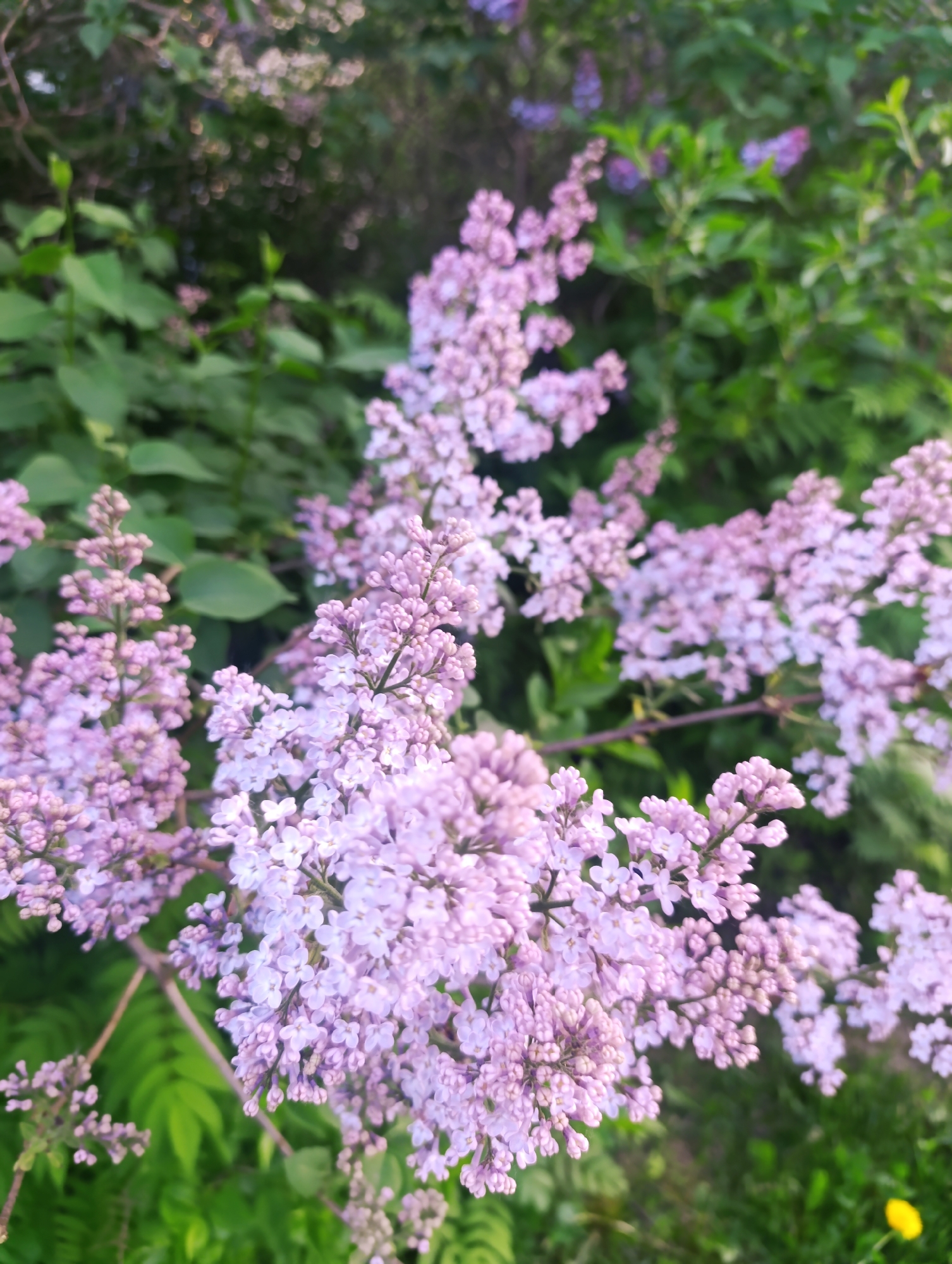 The image shows a cluster of blooming lilac flowers in a garden setting in Unknown, Unknown. The flowers are light purple and are densely packed together on the stems. The surrounding greenery includes various green plants and leaves, some of which are blurred in the background. The lighting appears natural, suggesting the photo was taken outdoors during the daytime. There are no people visible in the scene.