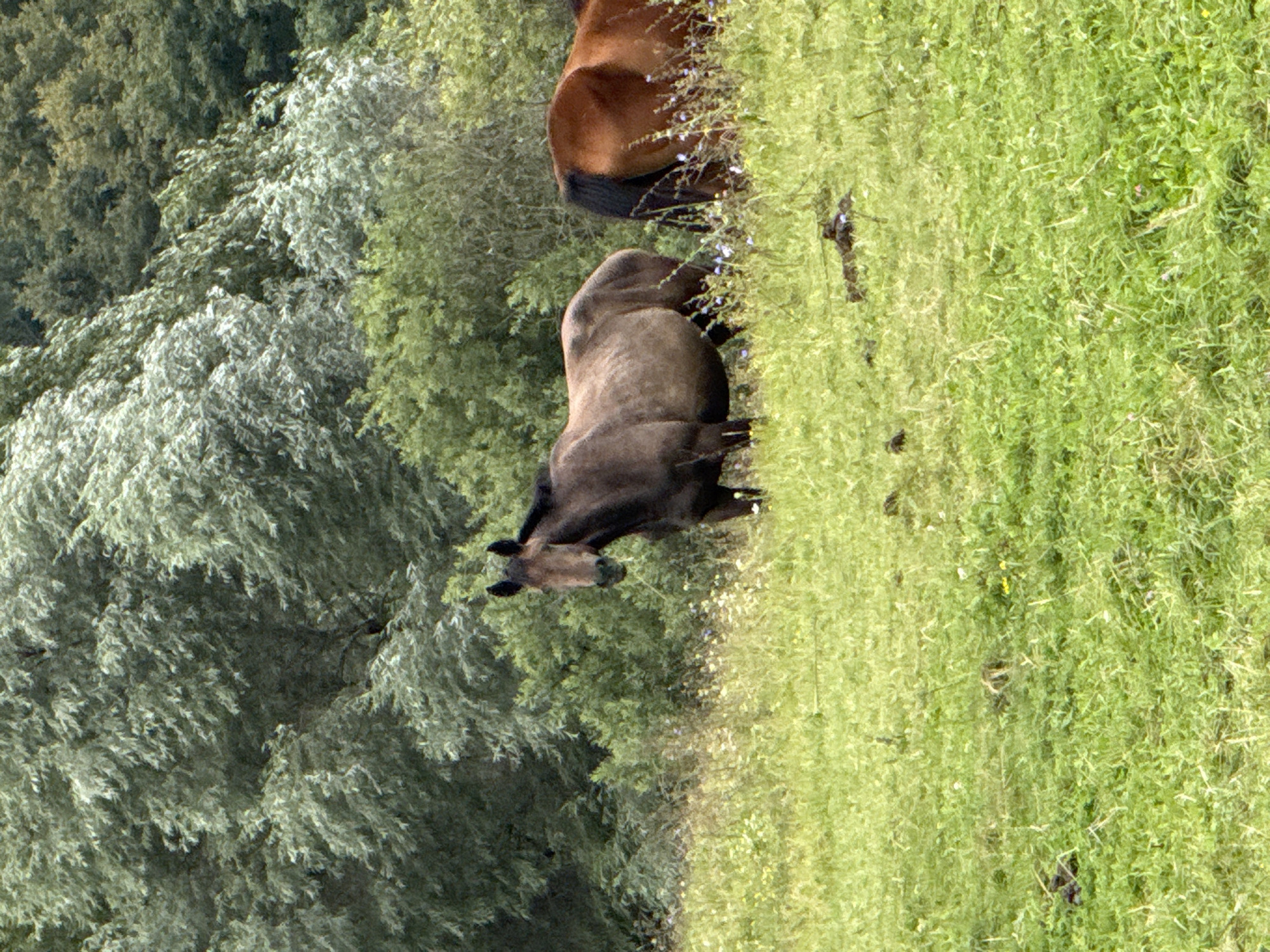 In a grassy field with scattered wildflowers and trees in the background, two horses are present. The horse in the foreground is a dark brown color and faces to the left, with its head turned slightly towards the viewer. Its body is plump, and it stands with its legs positioned evenly in the grass. To the right, a second horse, mostly obscured from view, is a reddish-brown color and faces away from the camera, showing its hindquarters. The environment suggests a rural setting, possibly a pasture or a natural area within or near Putiniškės, Lithuania. The ground is covered in lush green grass with varying textures and some visible clumps of darker material, potentially animal droppings. The background consists of dense foliage, including trees with silvery-green leaves and darker green shrubs. The overall lighting suggests it is daytime, with soft, diffused light filtering through the leaves.