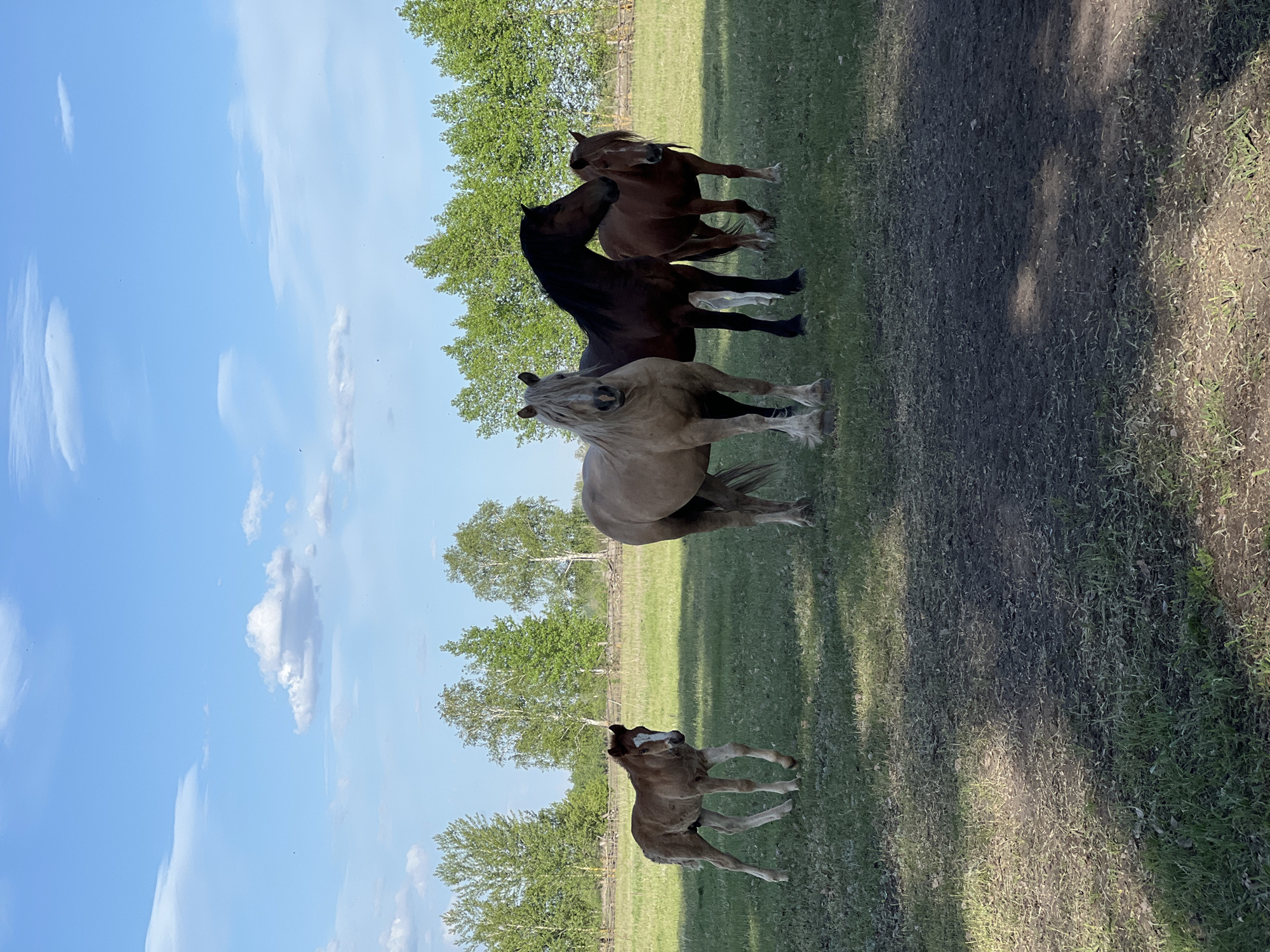 The image depicts four horses in a grassy field with trees in the background, possibly located near Sloboda, Russia. A foal stands in the foreground. Behind it is a light-colored horse, and further back are two darker horses. The sky is blue with scattered clouds.
