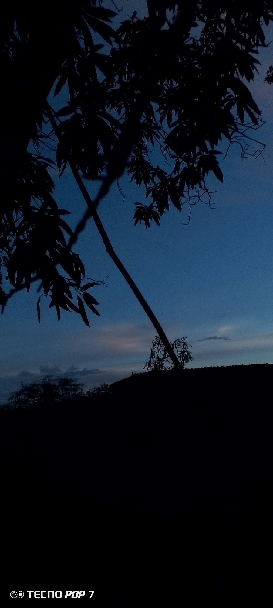 This image depicts a silhouetted view of trees and foliage against a dark blue twilight sky. A large branch extends diagonally from the upper left to the lower right of the frame. In the lower portion of the image, a dark silhouette of a ridgeline is visible, topped with sparse vegetation. Faint clouds are present in the sky. The bottom left corner of the image contains a watermark that reads "TECNO POP 7". The scene is devoid of people or any discernible urban elements, suggesting an outdoor, possibly rural or natural setting on the outskirts of Altagracia, Venezuela, during the evening.