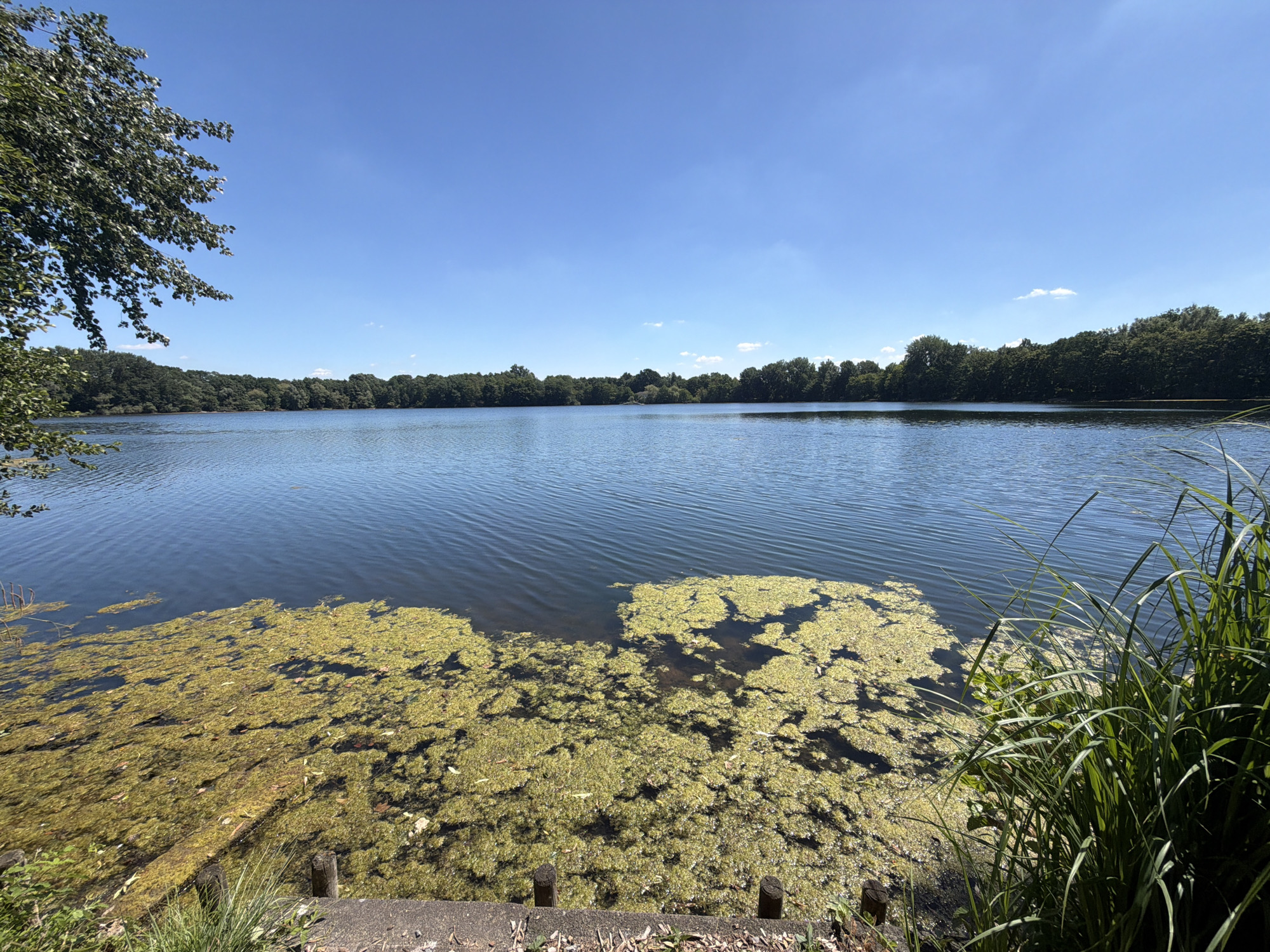 The image depicts a tranquil lakeside scene under a clear blue sky. The foreground features a concrete edge with some vegetation and moss. A significant portion of the lake's edge is covered with bright green algae or aquatic plants, which extend into the dark blue water. In the middle ground, the calm lake stretches towards a dense, tree-lined horizon. On the left side of the image, the branches of a leafy tree overhang the water. The overall impression is one of a natural, undisturbed environment. This scene is located at the Prickingshöfe in Dorsten, Germany.
