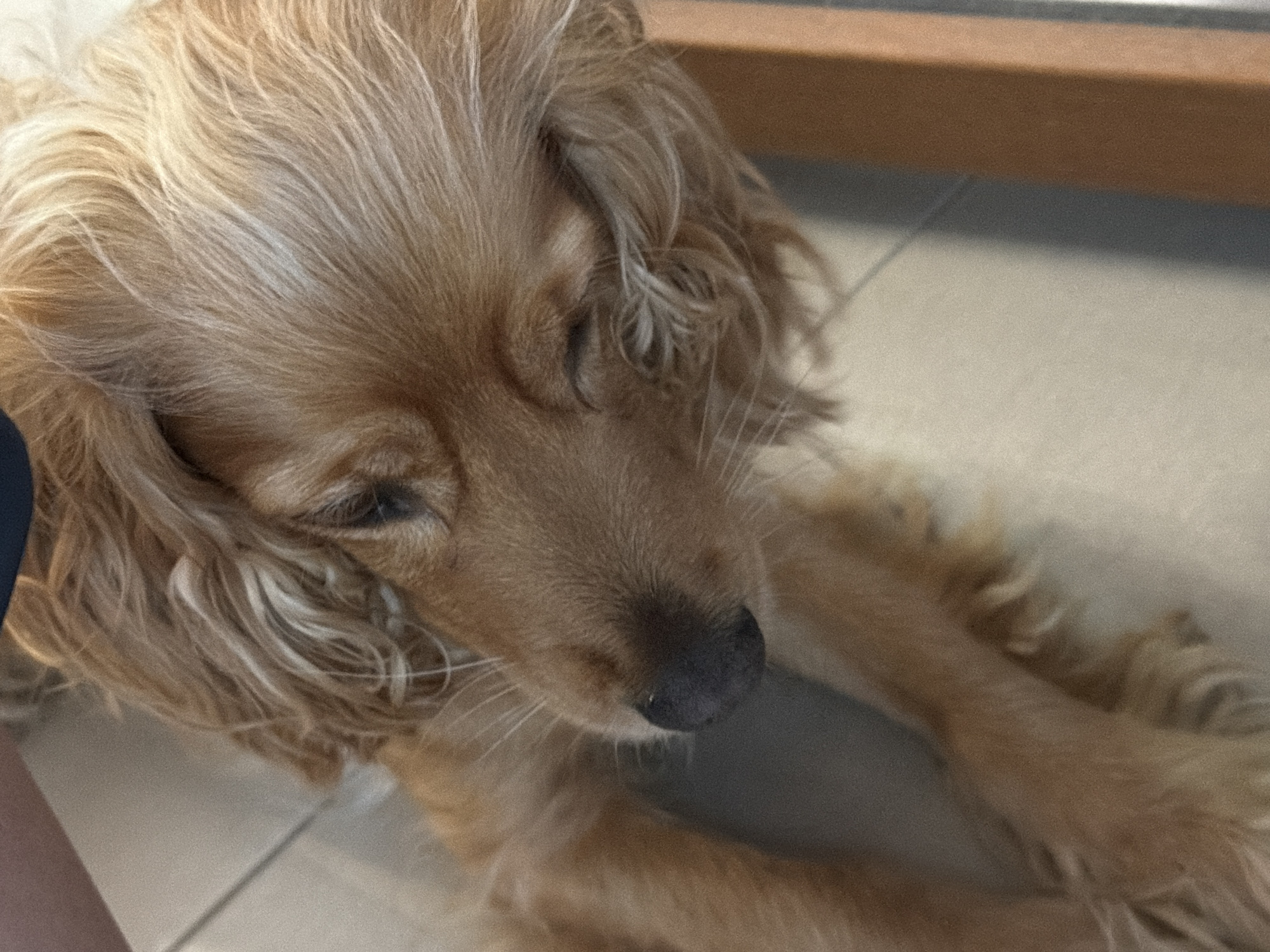 A close-up, high-angle shot captures a light brown dog, likely a Spaniel breed, resting indoors. The dog, positioned centrally, has long, wavy fur with distinct blonde and light brown highlights, particularly prominent around its head and ears. Its eyes are closed or nearly closed, conveying a sense of peacefulness and sleepiness. A black nose and several white whiskers are visible on its snout.
On the left side of the frame, a partial view of a human arm or leg, clad in dark blue fabric, suggests a person is close by. The setting appears to be a domestic interior, characterized by a light-colored tiled floor with faint grout lines. In the upper right background, an out-of-focus wooden or dark brown object, possibly a piece of furniture, is partially visible. The lighting is soft and natural, indicating it is daytime. No text is visible in the image. The overall impression is one of calm and quiet repose.