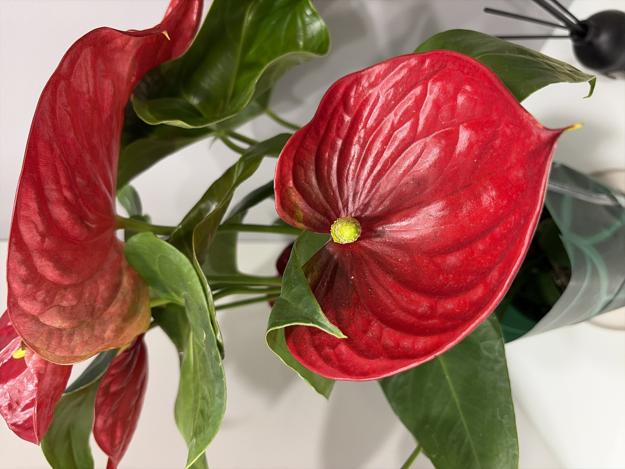 A close-up shot focuses on a vibrant red anthurium plant with glossy heart-shaped spathes and dark green leaves. The foreground features a prominent red spathe with a yellow spadix. In the background, more red spathes and green leaves are visible, along with a white wall and a white surface. The plant is in a dark green decorative pot. A black diffuser with reeds is partially visible on the right side of the image, suggesting an indoor setting. The lighting is soft and diffused, highlighting the rich colors and textures of the plant. No specific location in Moscow, Russia, can be determined from the visual information provided.
