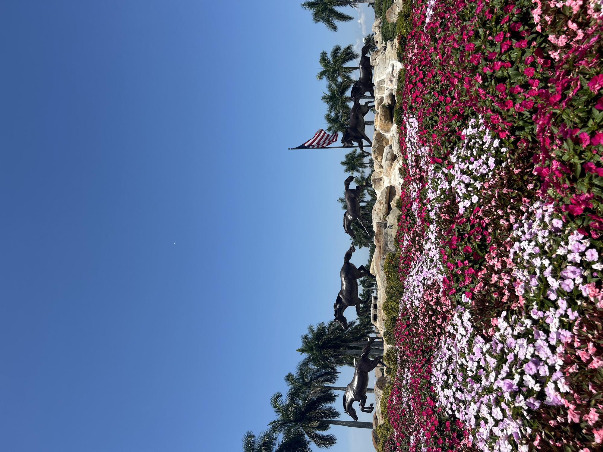 The photograph depicts a vibrant display of flowers and palm trees in Lely Resort, United States of America, with a sculpture of horses and an American flag in the background. The colorful flowers are arranged in a tiered pattern, with shades of pink and white dominating the foreground. A series of palm trees and a light-colored rocky outcrop frame the flowers. Atop the rocky outcrop, a series of bronze horse sculptures appear in dynamic poses, and an American flag flies prominently. The sky is clear and blue.
