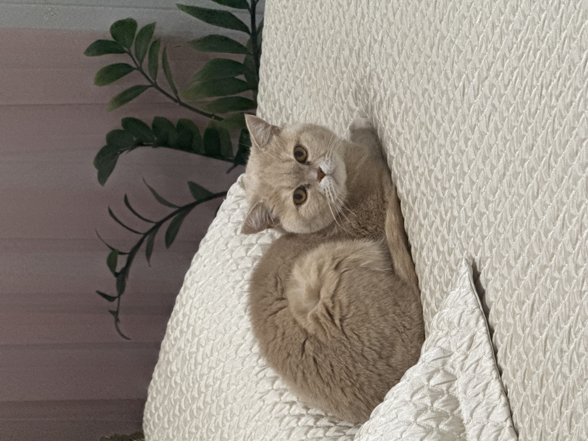 A light-colored cat is the central subject of this close-up, indoor image. The cat, appearing to be a cream or light fawn color, is curled up on a textured, off-white surface, resembling a quilted blanket or cushion. Its head is turned, and it looks directly at the viewer with wide, amber-colored eyes. The cat's body is curled into a tight ball, showcasing its soft, fluffy fur.
The textured surface the cat is resting on has a distinct pattern of small, raised diamonds or scales. To the left and slightly behind the cat, green foliage from an indoor plant is visible. The plant has dark green, somewhat oval leaves on slender stems, providing a natural backdrop. Behind the plant, a light, muted wall or surface is visible, possibly with subtle horizontal lines.
The lighting is soft and natural, suggesting an indoor setting during the daytime. The overall color palette is warm and gentle, dominated by the cat's light fur, the cream-colored bedding, and the contrasting green of the plant. There are no people visible, nor is there any discernible text in the image. The cat's expression appears curious and attentive. The image is taken at a slight angle, giving a dynamic feel to the scene.