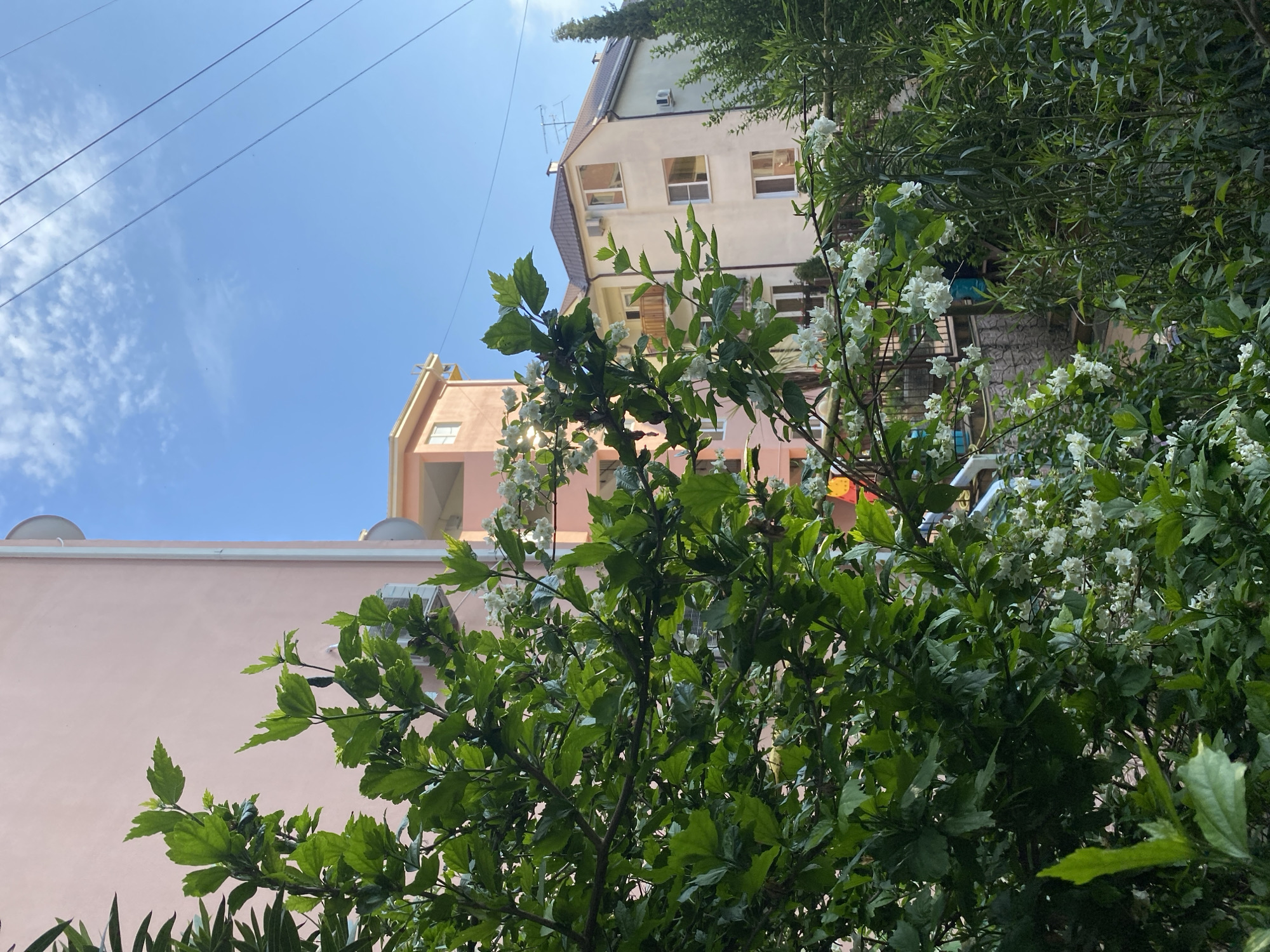 The image shows a low-angle view of buildings and vegetation. A pink building is on the left, and a multi-story building with a light-colored facade is visible in the center and right of the frame. Lush green foliage with white flowers dominates the foreground and partially obscures the buildings. Power lines are visible against a blue sky in the upper left corner. The scene may be in Sochi, Russia.