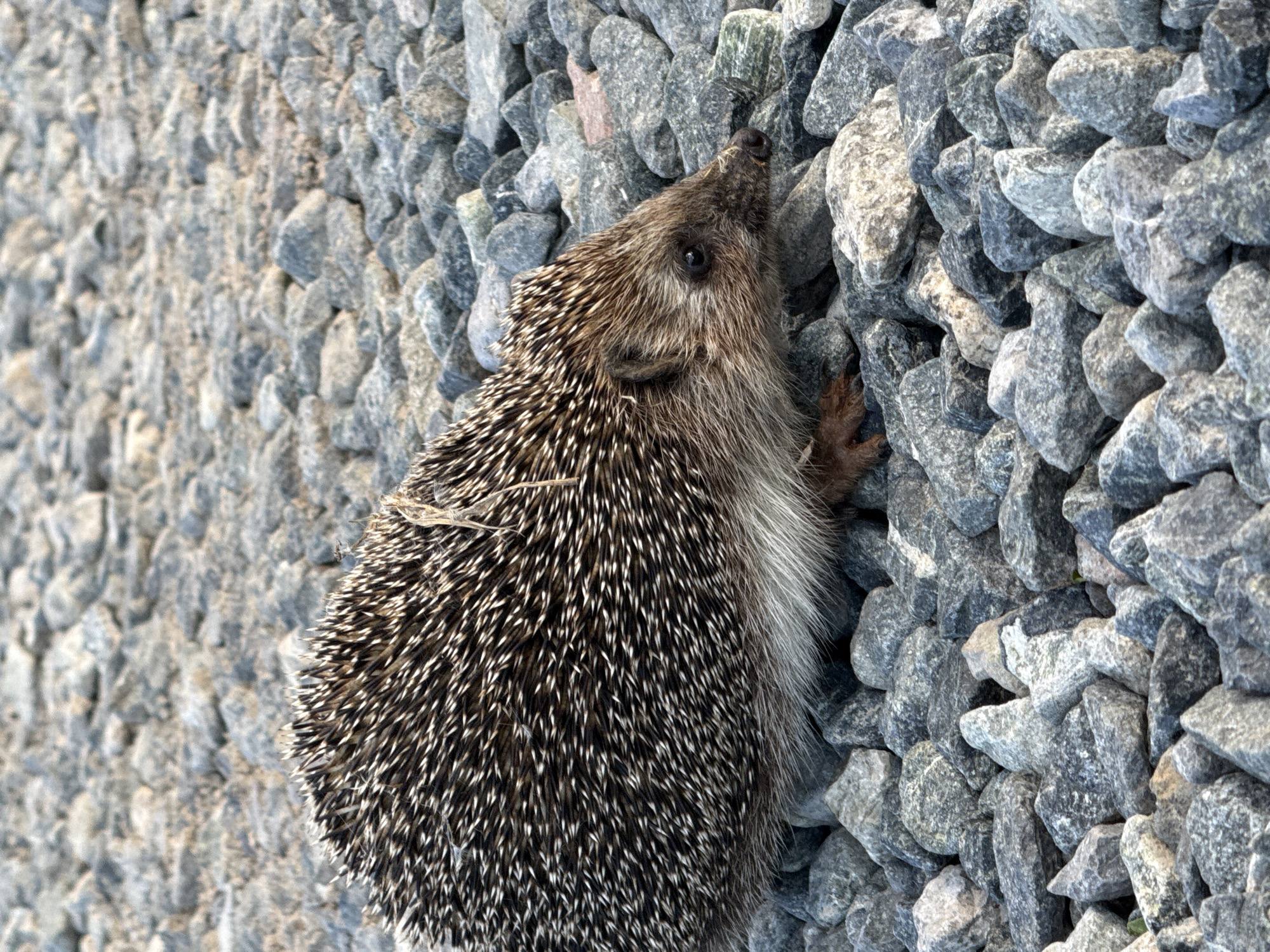 A hedgehog is shown walking on a gravel surface. The hedgehog is brown and white with sharp quills. It is facing to the right and its head is lowered as if it is sniffing the ground. The gravel is gray and composed of small, rounded stones. The background is out of focus and appears to be more gravel. There are no people or buildings visible in the image. The location of Пычанки, Russia, is not discernible from the image itself.