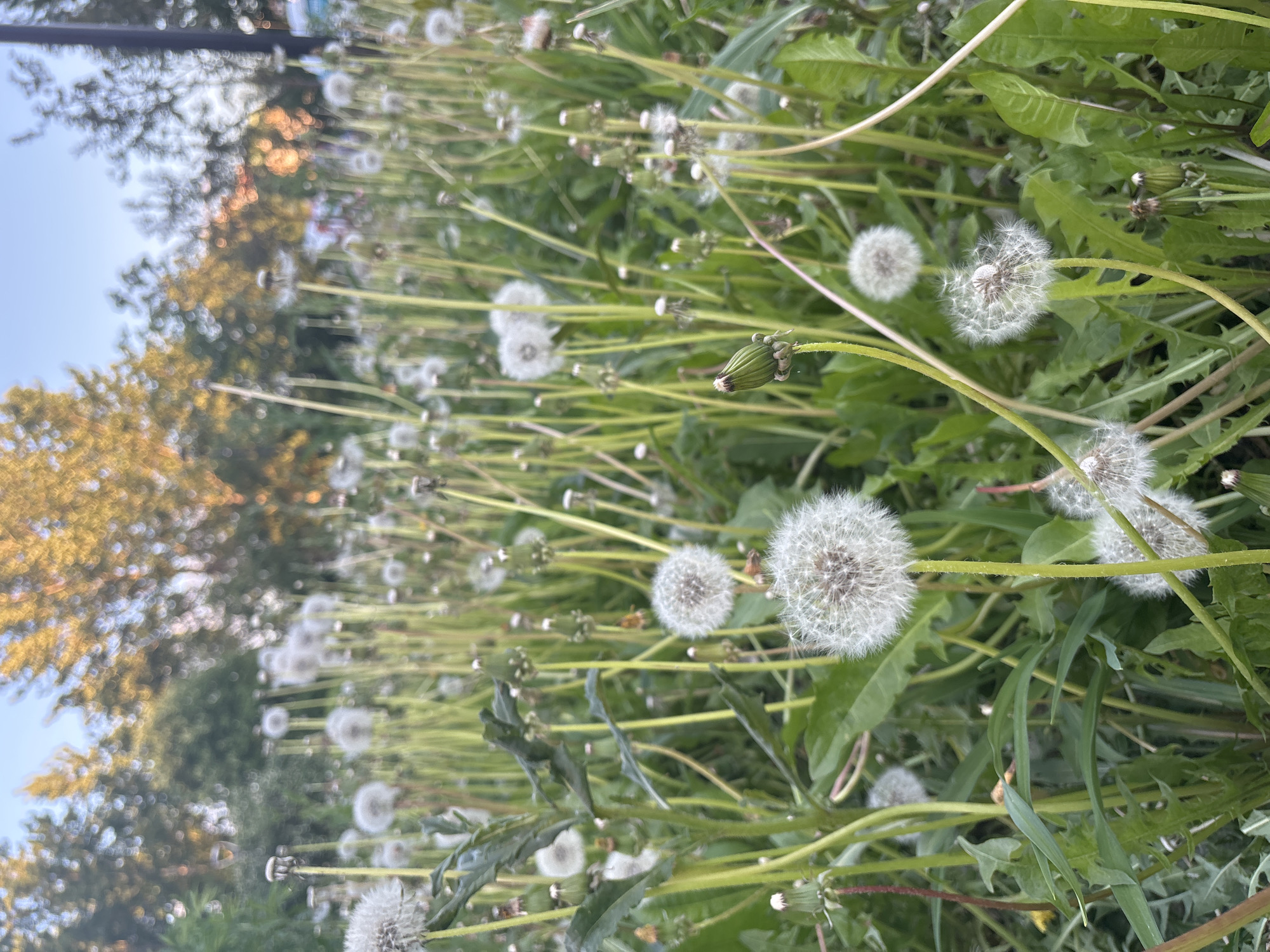 The image depicts a field of dandelions in Moscow, Russia. The foreground is filled with dandelion seed heads ("blowballs") in various stages of dispersal, amidst green dandelion leaves and stems. Some dandelions are still closed buds. The background shows blurred foliage and trees under a light blue sky. The light suggests either early morning or late afternoon.