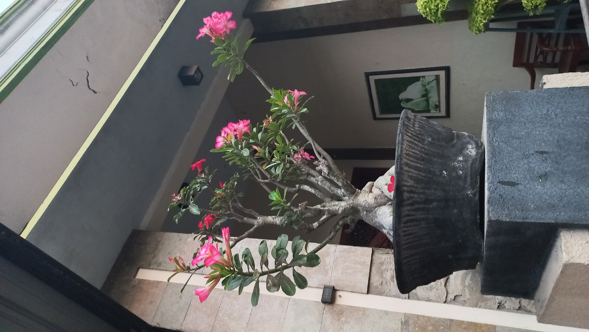 A potted Adenium plant with pink flowers sits on a stone pedestal in front of a building. The building has a beige stone facade and a dark gray overhang. A framed picture of two doves hangs on the wall behind the plant. A wooden chair is visible to the right of the picture. The scene is likely in an outdoor setting, possibly a garden or patio, in the city of Pare, Indonesia.