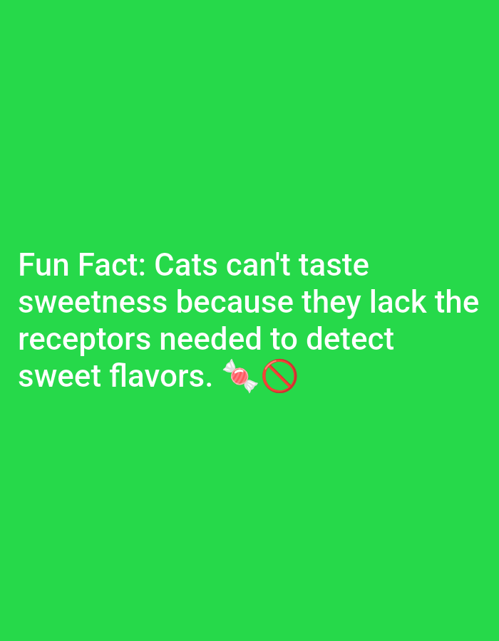 The image contains a green background with white text that reads "Fun Fact: Cats can't taste sweetness because they lack the receptors needed to detect sweet flavors." Next to the text is an emoji of a candy with a red circle and a line through it, indicating prohibition. There is no information in the image to suggest a location in Lagos, Nigeria.