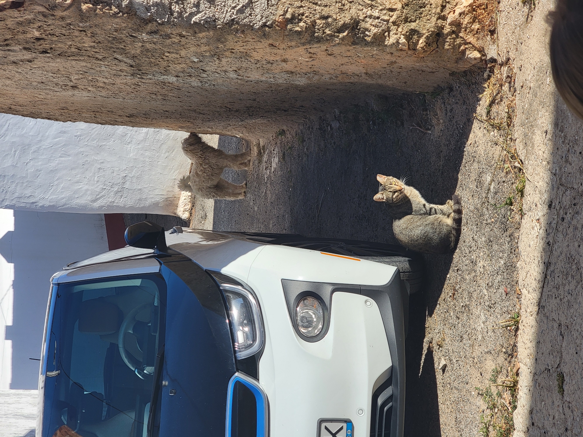 A striped tabby cat sits on the ground in the foreground of the image, facing the camera with its body angled to the left. Behind the cat, a light-colored dog with curly fur stands facing a textured, rough stone wall, its head pressed against the wall. To the left of the cat and dog, the front of a white electric car with a black hood is visible. The car has a blue trim around the grille and a license plate with a blue European Union symbol and black letters and numbers. The scene is set outdoors, with a bright, sunny atmosphere casting distinct shadows. The ground appears to be a mixture of gravel and dirt with some dry vegetation. The background features two buildings: one with a smooth white wall and another with the rough stone wall. The overall setting suggests an outdoor area in a city or town, possibly a residential street or alleyway.