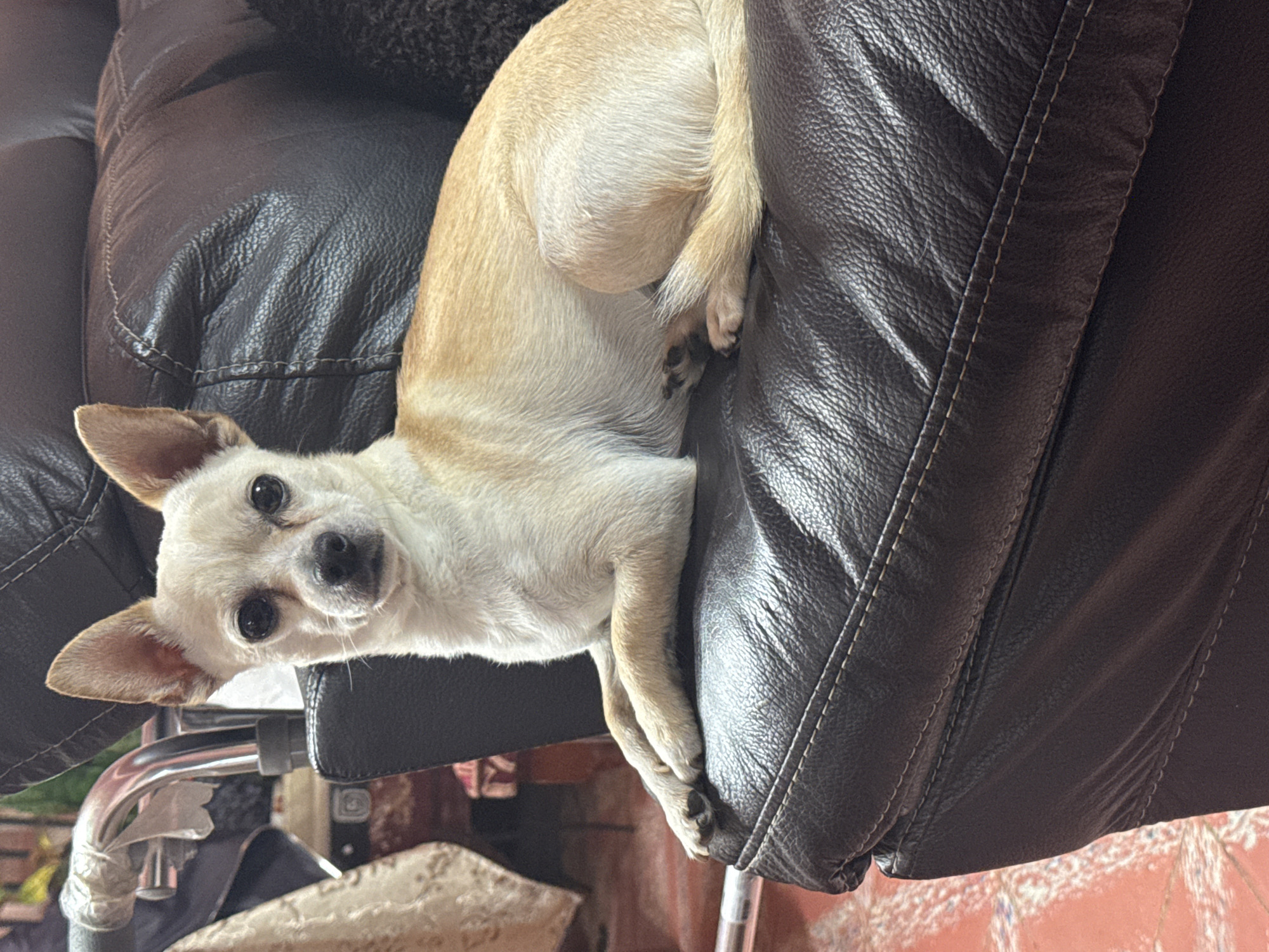 A tan Chihuahua is resting on a dark leather chair. The chair appears to be a recliner, based on the seam detail. The dog is mostly on the back of the chair, with its head and front paws hanging over the side. The dog is looking directly at the camera. A glimpse of the floor and other objects is visible in the lower portion of the image, suggesting an indoor setting. There is no information in the image that specifies the location is San Cristóbal, Mexico.