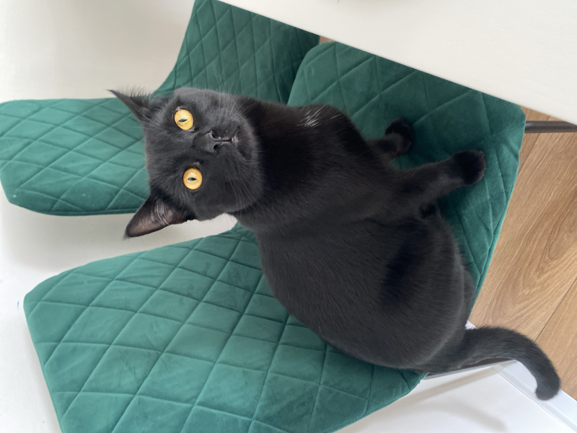 A black cat with yellow eyes lies on a green, quilted chair. The chair is situated beneath a white surface, possibly a table. The photo is taken from a slightly elevated angle. There is no indication of this image being taken in Izhevsk, Russia.
