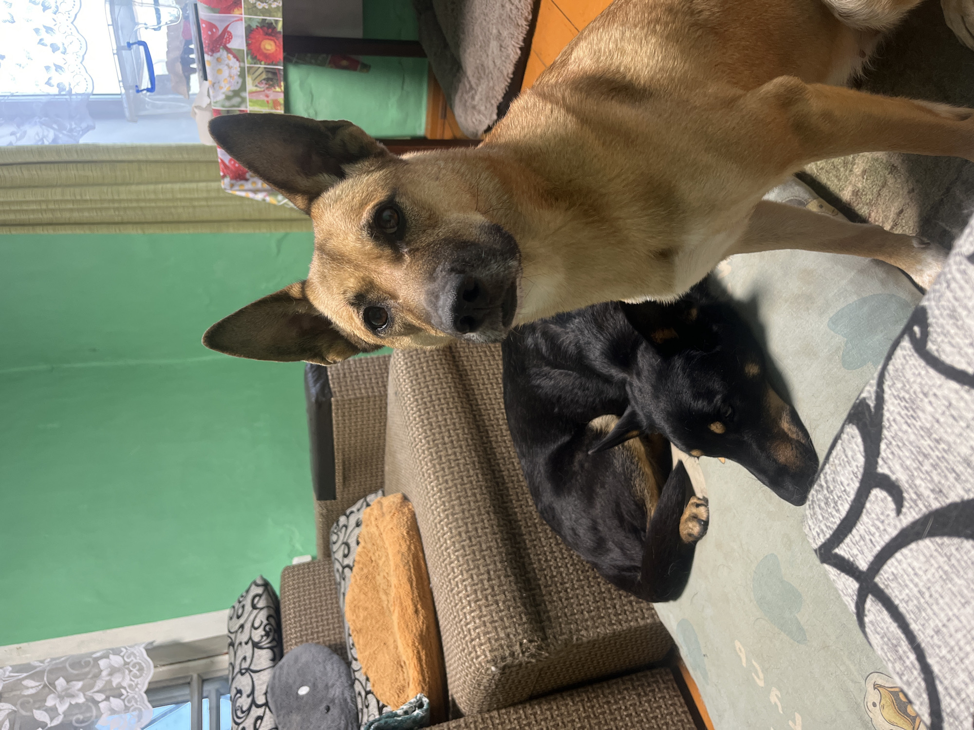 This image displays an indoor domestic scene situated in Nizhny Tagil, Russia. In the foreground, a tan-colored dog with erect ears, dark eyes, and a black nose sits attentively on a light green patterned floor mat, looking directly towards the viewer. Behind and to the left of this animal, a second dog, predominantly black with tan markings, lies curled up on the same mat, its head resting on the surface. To the left, a section of a brown, textured fabric sofa is visible, furnished with a gray patterned cushion and an orange plush pet bed. The background consists primarily of a plain light green painted wall. A window with a white lace curtain is partially visible on the far left. In the mid-right background, a small table covered with a floral-patterned tablecloth (featuring red and green motifs) holds a clear plastic storage container with a blue handle. Adjacent to the table, a second window is framed by light green curtains. A dark gray, shaggy pet bed rests on a reddish-brown floor in the far right corner. No human subjects are present within the frame.