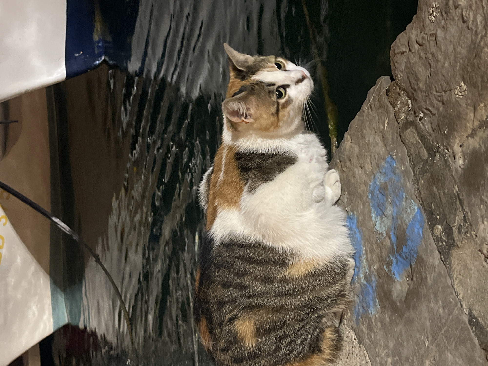 A multi-colored calico cat sits beside water on a gray stone surface. The cat is looking upwards and to the right. The water is a dark color and appears to be in motion. The stone has some blue markings on it. The location is Budva, Montenegro.