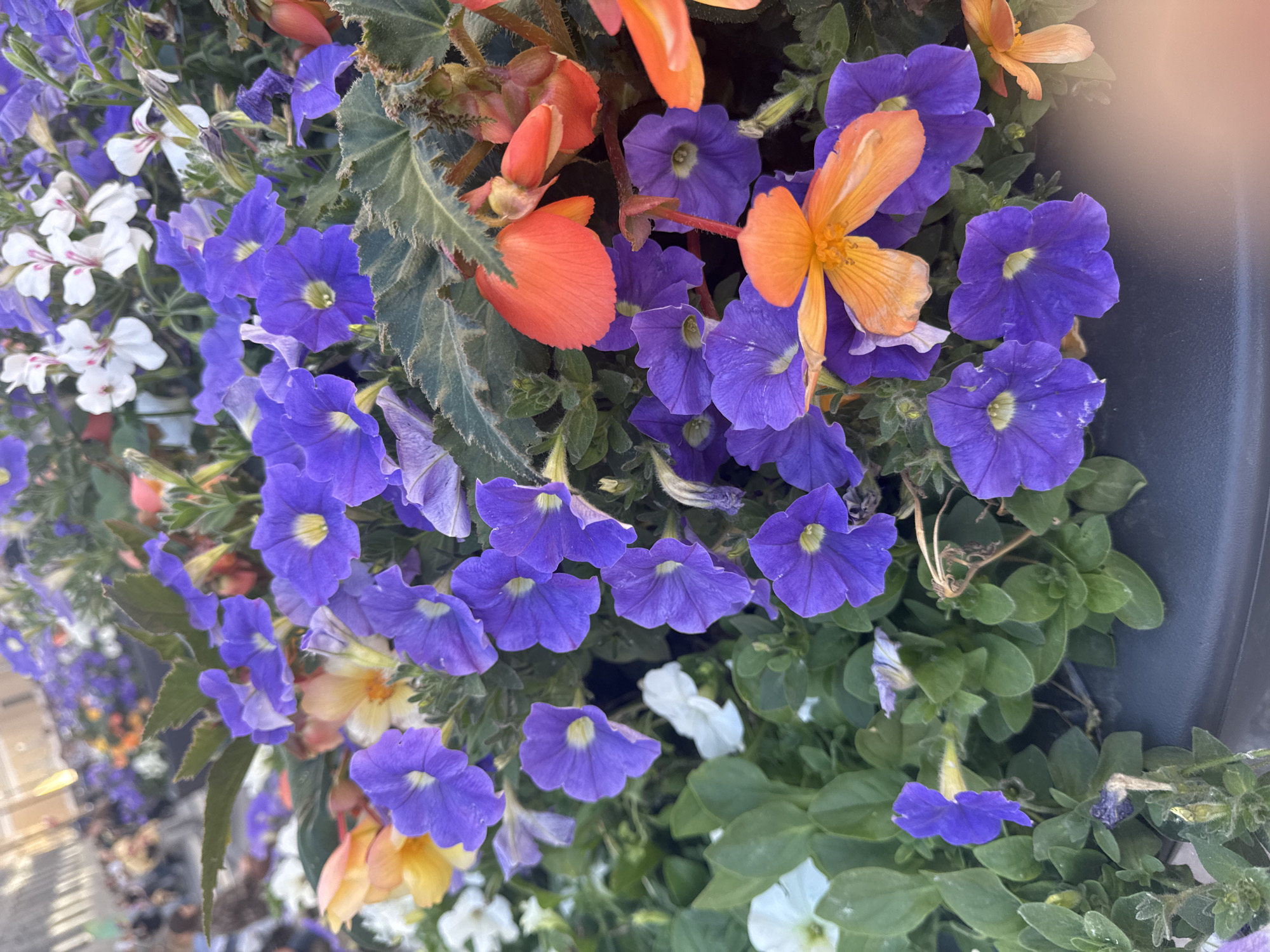 This is a close-up, eye-level shot of a flower arrangement in a planter. The planter is dark gray and appears to be made of plastic or a similar material. The flowers are a mix of purple petunias and orange and yellow pansies. The purple flowers are the most prominent, with some showing signs of wilting. The orange flowers are bright and vibrant, with some appearing slightly translucent. The yellow flowers are smaller and more delicate. The background is blurred, but appears to be an outdoor setting with some indistinct figures in the distance. The overall impression is one of lushness and color, with a hint of wear and tear on some of the flowers. It is not possible to determine the specific location in Saint Petersburg, Russia from the image alone.