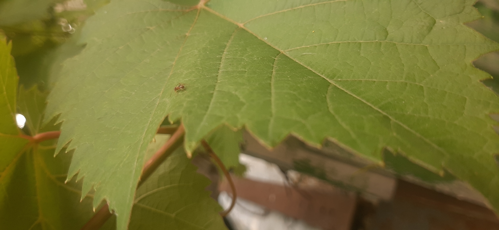 A small, reddish-brown spider is visible on a green leaf in Yessentukskaya, Russia. The leaf is part of a plant, likely a vine, with a textured surface and serrated edges. A reddish stem is also present, curving behind the leaf. The background is blurred, showing hints of other green leaves and some urban structures, possibly buildings. The lighting suggests it is daytime, and the image is a close-up, focusing on the spider and the leaf.