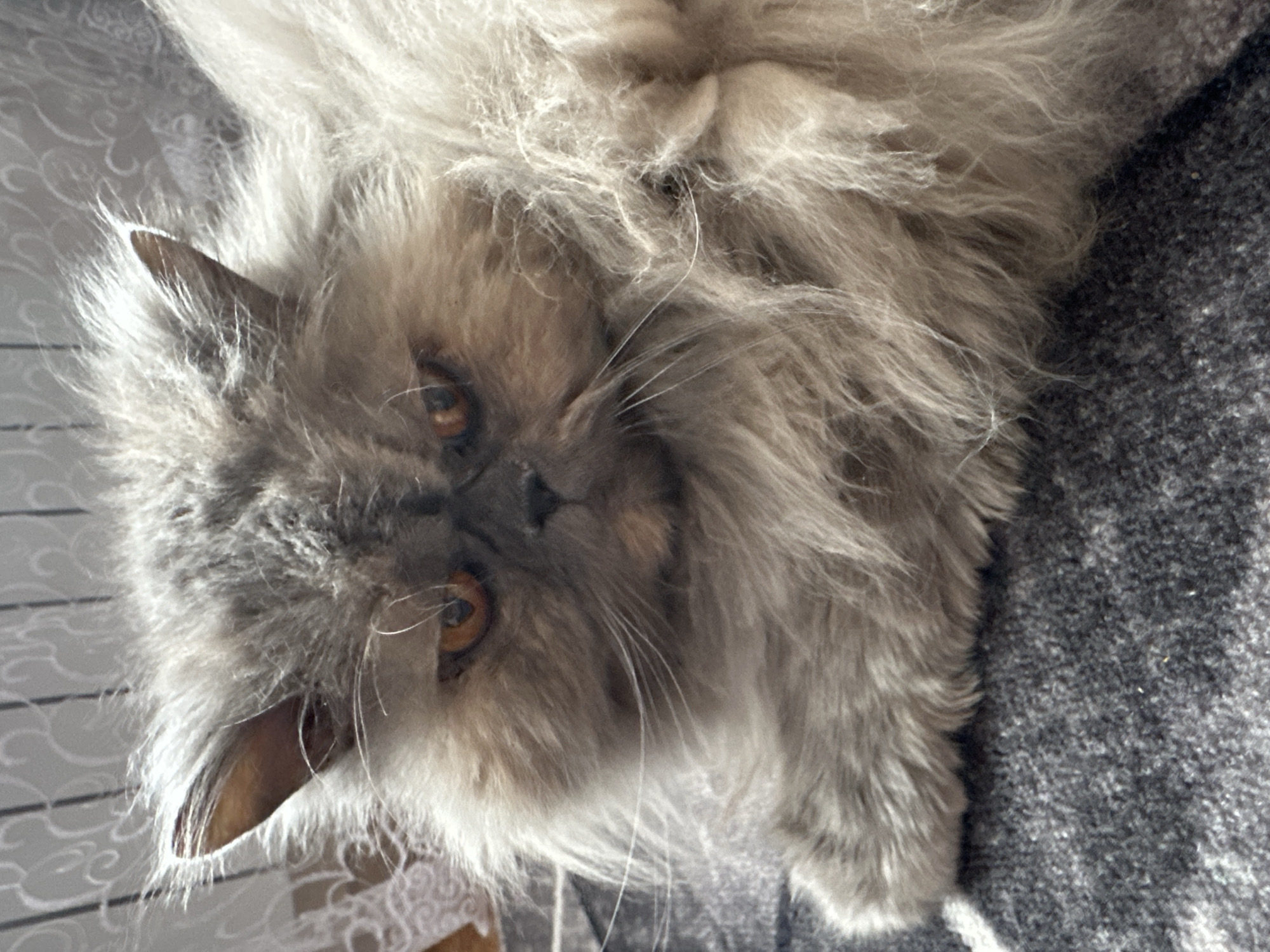 A grey, long-haired cat with orange eyes is lying on a grey and white patterned surface and a grey blanket. The cat's head is tilted towards the left side of the frame.
The image does not contain information to determine if this image was taken in the city of Chaikovsky, Russia.