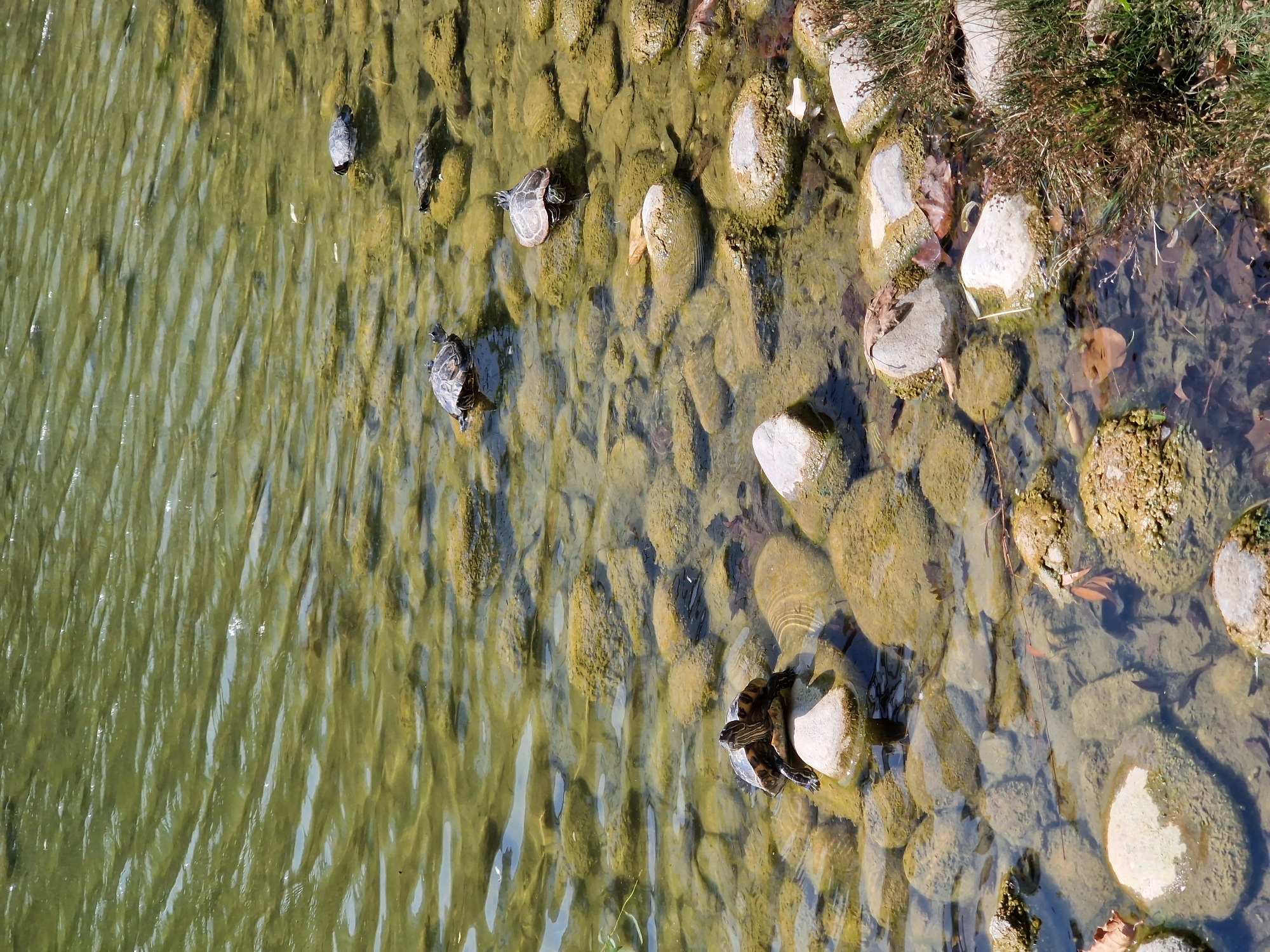 A serene, sun-drenched scene unfolds at the South Park in Sofia, Bulgaria, where a shallow, rocky stream meanders gently. The water, a translucent emerald green, teems with life, revealing a pebbled bed beneath. Several turtles, their shells a mosaic of earthy tones, bask on scattered rocks and in the shallows. One turtle, perched on a white rock in the foreground, draws the eye with its stoic pose. The ambient light, filtered through the leaves of unseen trees, casts dappled shadows that dance on the water's surface. This tranquil pocket of nature offers a peaceful respite from the urban landscape, a testament to the city's commitment to preserving green spaces.