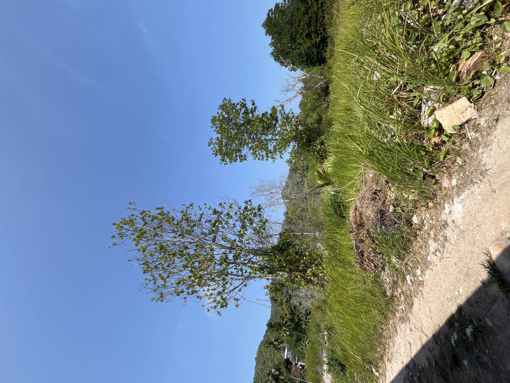 The image depicts an outdoor scene with a clear blue sky. In the foreground, a dirt path is visible on the left side, with a shadow cast across it. To the right of the path is tall, green grass. In the middle ground, several trees of varying sizes and foliage density are present, along with some dry, leafless branches. In the background, a lush green hillside is visible, dotted with trees and some vegetation. A building structure can be partially seen on the hillside. The overall environment appears to be natural and somewhat untamed. The image location is identified as Kemloko, Indonesia. No people or specific actions are depicted in the image.