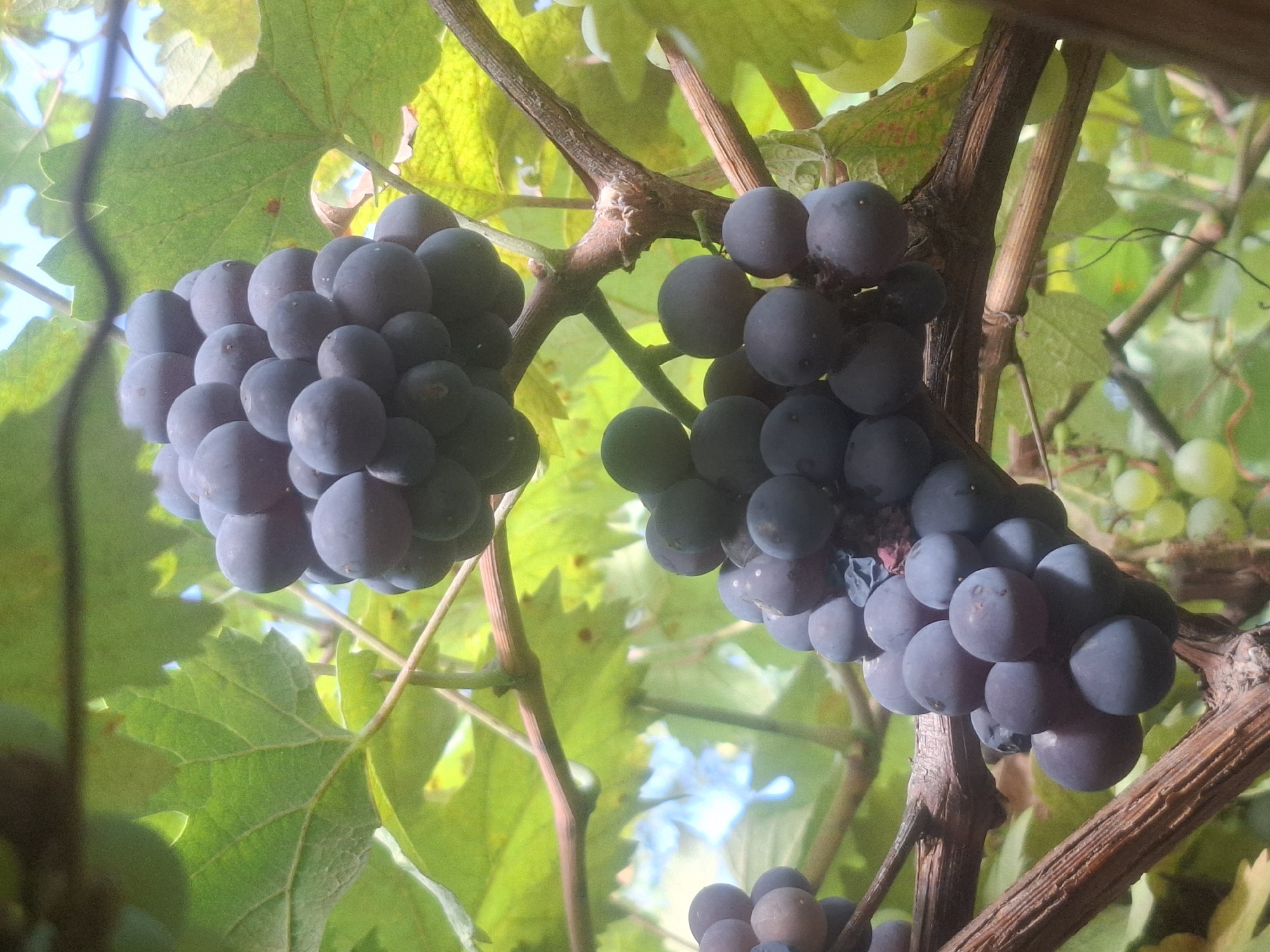 In Almaty, Kazakhstan, a close-up, eye-level view captures two clusters of ripe, dark purple grapes hanging from a vine. The grapes are plump and round, clustered tightly together, with a slight sheen indicating ripeness. The vine's branches are thick and woody, with a rough texture, and are interwoven with the grape stems. Lush green grape leaves, some showing hints of yellowing, surround the fruit, creating a natural backdrop. The sunlight filters through the leaves, casting dappled light and shadows on the scene, suggesting an outdoor environment, likely a vineyard or garden. The background is softly blurred, with hints of blue sky and more greenery visible. There are no people or animals present in the image. The focus is solely on the grapes and the vine.