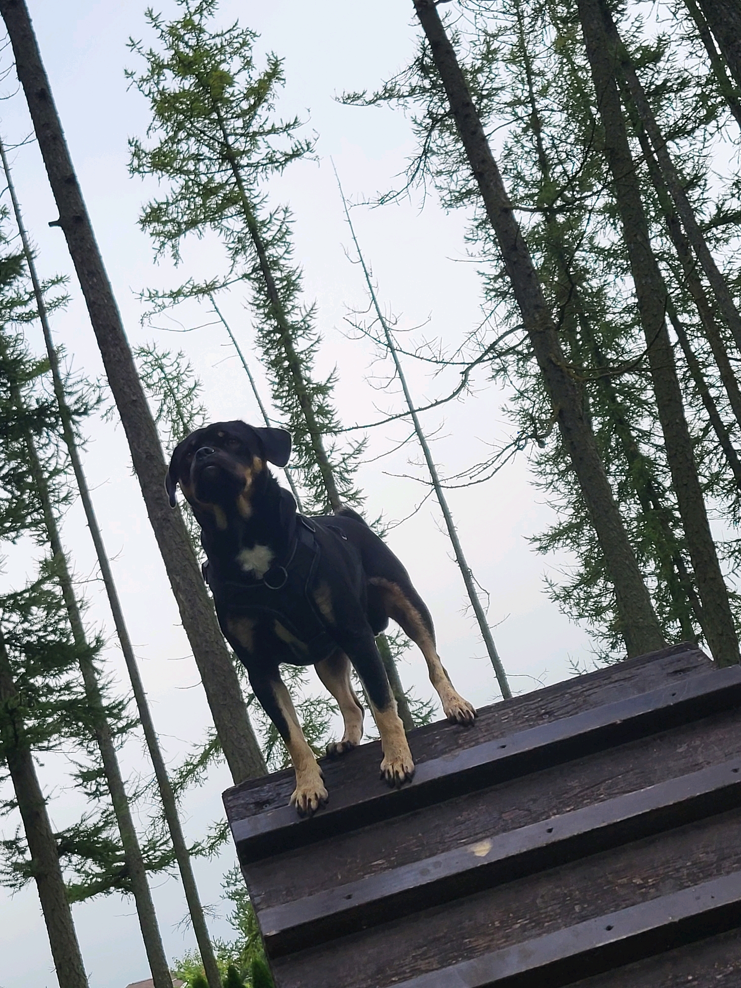 In the city of Jelgava, Latvia, a medium-sized dog, appearing to be a Rottweiler mix, stands on a wooden structure outdoors. The dog is wearing a black harness with a ring. The structure is made of dark, weathered wood planks with metal reinforcements. The dog is positioned in the foreground, looking upwards and to its left. The background consists of a dense forest of tall, slender pine trees with a light, overcast sky peeking through the branches. The image is taken from a low angle, looking up towards the dog and the trees.
