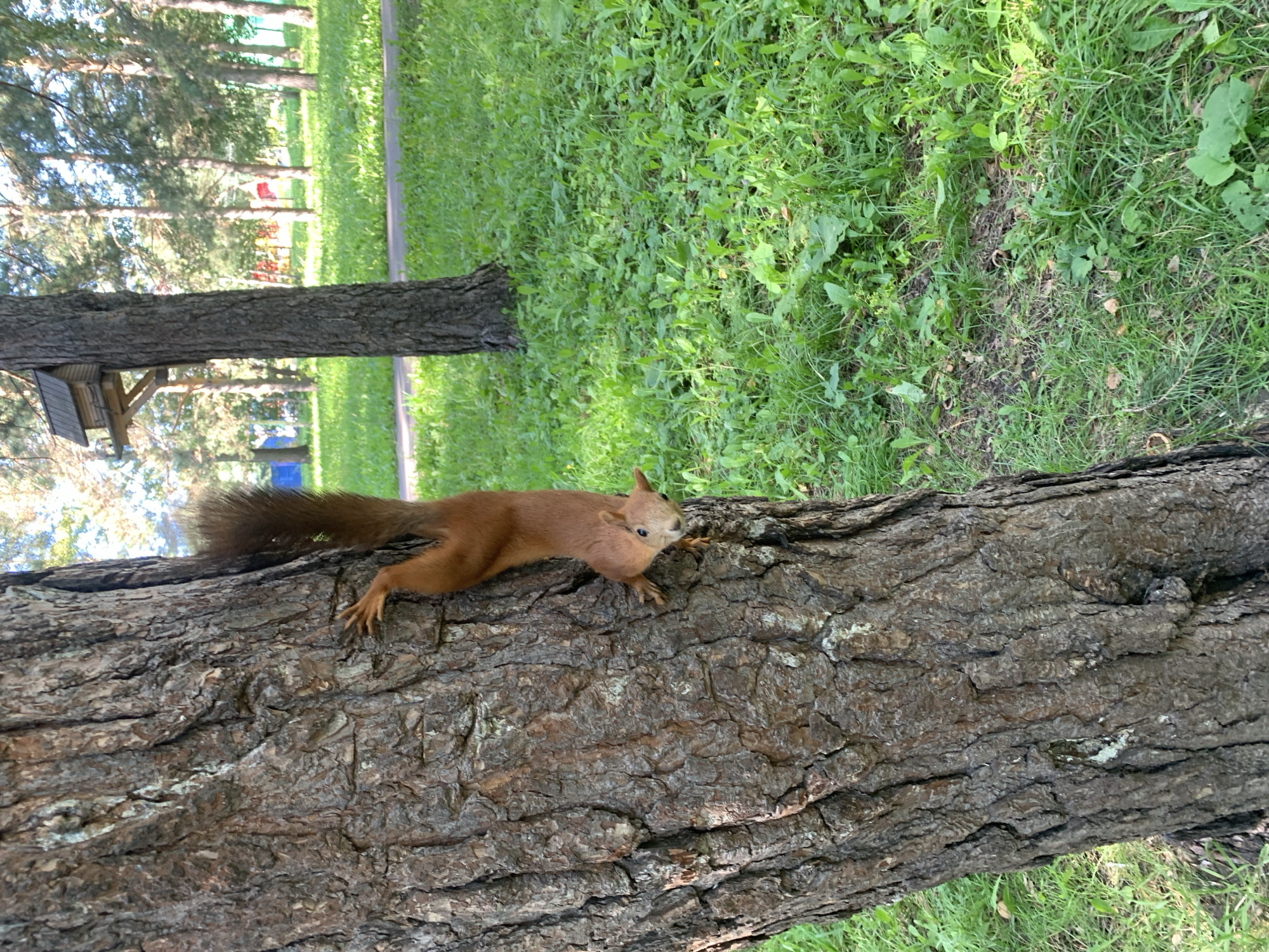 A red squirrel is climbing down a large tree trunk in a park. The squirrel is positioned on the left side of the frame, facing the camera with its head tilted. Its fur is reddish-brown, and it has a bushy tail. The tree trunk is rough and textured with dark brown bark. The background consists of lush green grass and several tall trees with a birdhouse attached to one of them. Sunlight filters through the trees, creating dappled shadows on the ground. The scene appears to be a typical urban park environment, potentially in Prokopyevsk, Russia, given the prompt's context, though the image itself does not contain explicit location markers.