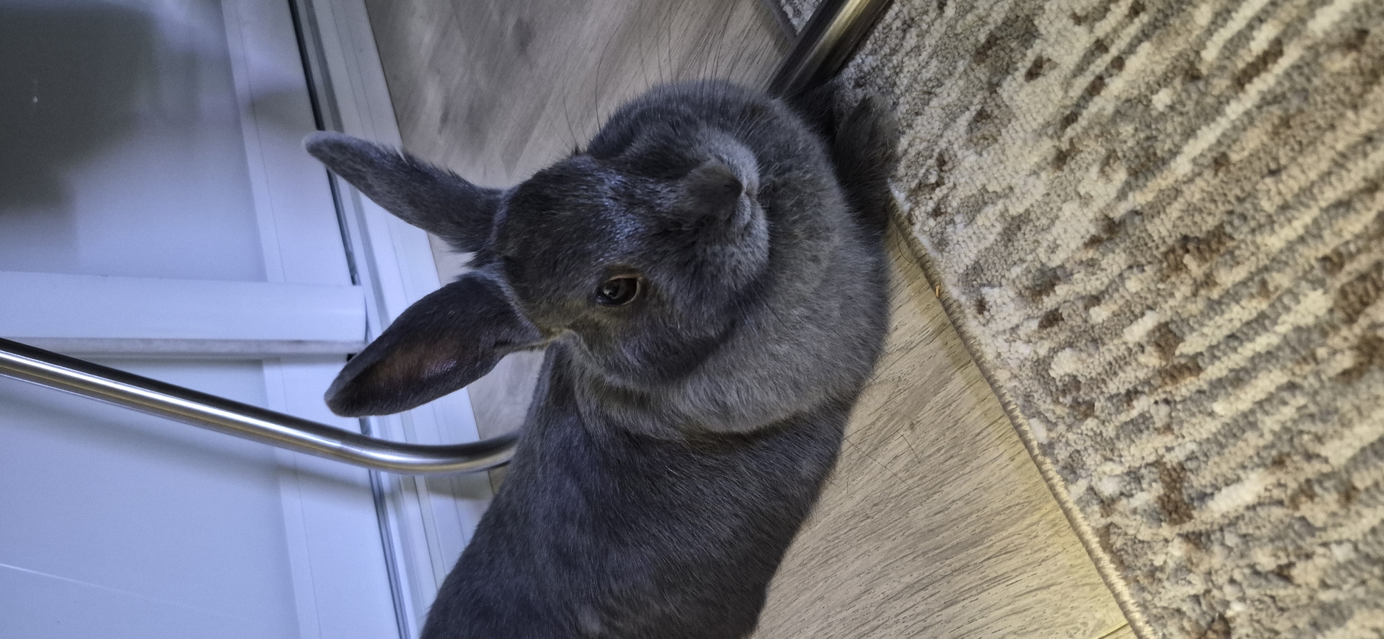 A grey rabbit with prominent ears lies on a wooden floor next to a patterned rug. A silver-colored metal chair leg is visible on the left side of the image, and another metal object, possibly part of the same chair, runs along the bottom right. The background consists of a white wall with subtle vertical lines, likely a door or window frame. The lighting is subdued, casting soft shadows.