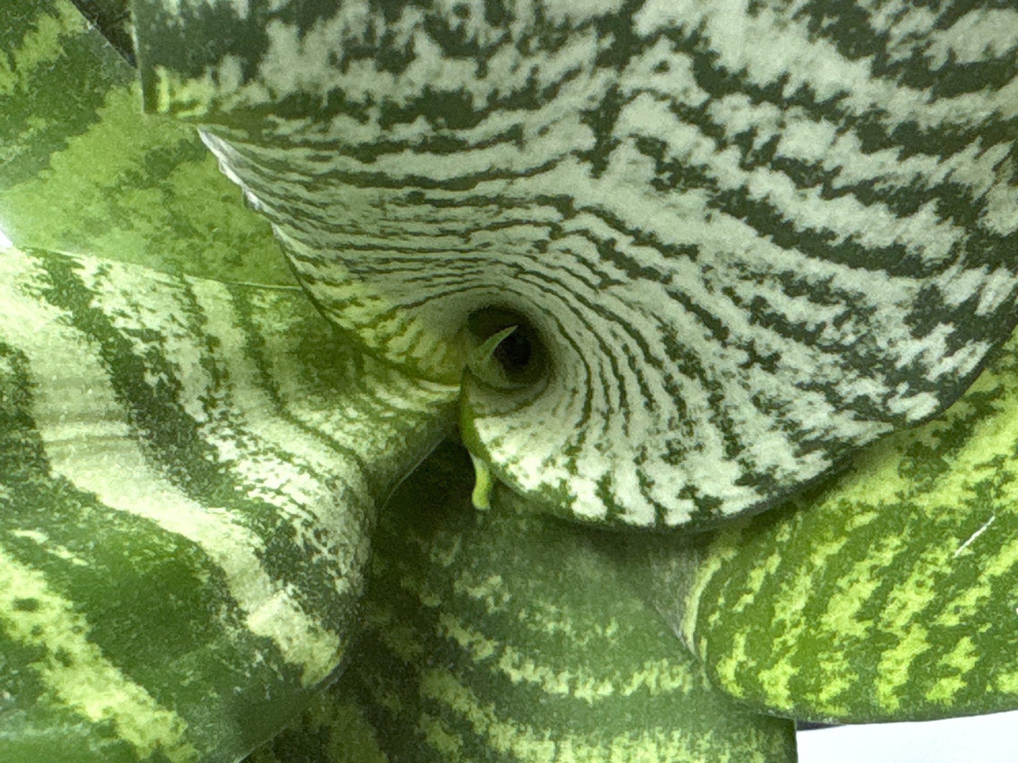 The image shows a close-up view of a snake plant, possibly a *Sansevieria trifasciata 'Hahnii'*. The plant's leaves are arranged in a rosette, curving inwards towards the center. The leaves exhibit a distinct variegated pattern of light green and dark green bands. A dark, almost black, central opening is visible within the swirling leaves. The texture of the leaves appears smooth and slightly glossy. The environment is not determinable in detail from this image and it is not possible to tell the location is the city of Saint Petersburg, Russia.