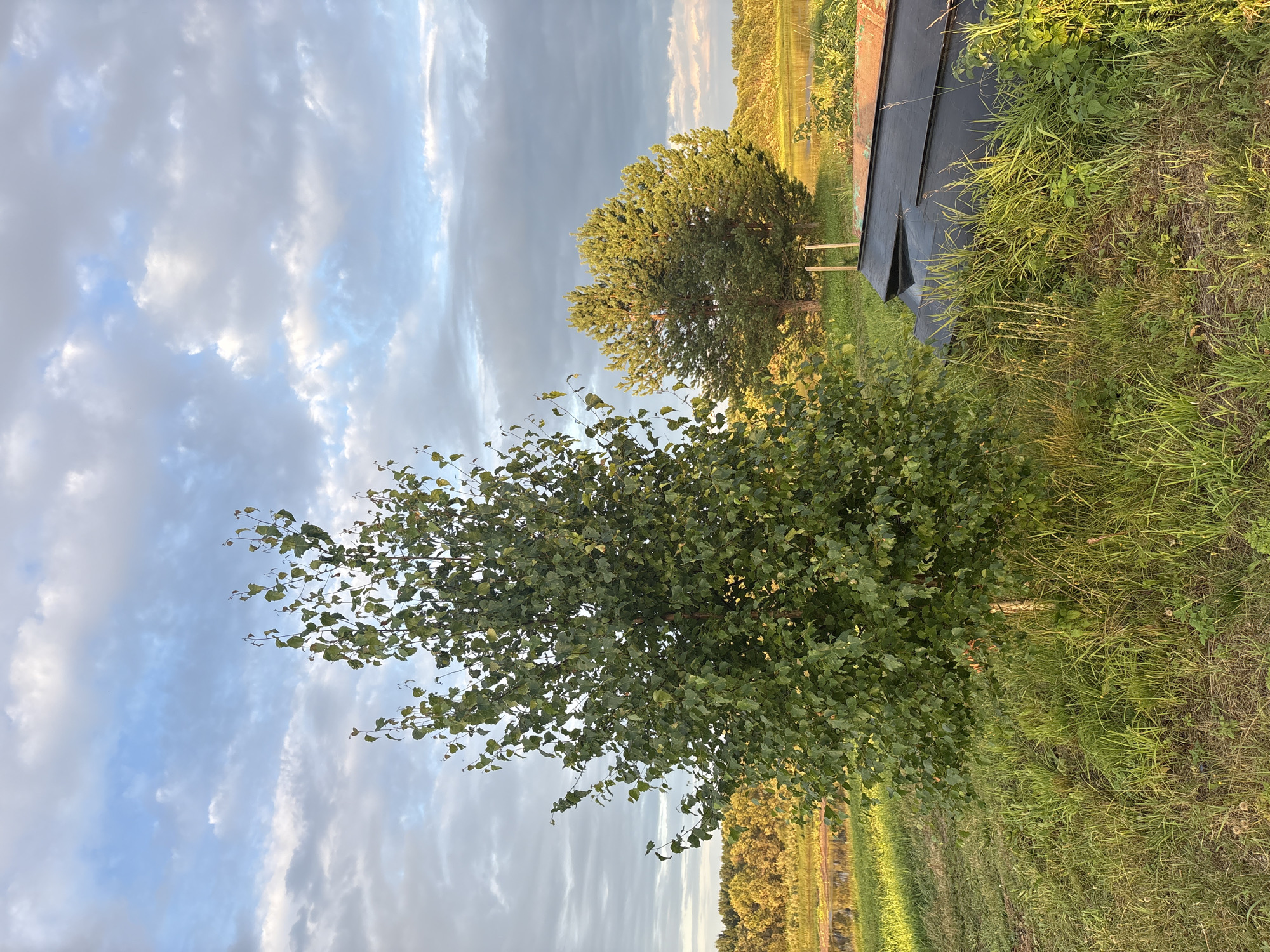 The image depicts an outdoor scene in the village of Bolshelug, Russia, under a partly cloudy sky. In the foreground, a young birch tree with green leaves stands on a grassy field. To the right of the birch tree, two dark, hull-like objects, possibly parts of boats, are resting on the ground, partially obscured by tall grass and vegetation. In the middle ground, a larger coniferous tree is visible, and beyond that, a tree line separates the field from a body of water. The sky is a mix of blue with scattered white and grey clouds, some of which are illuminated by soft sunlight, creating a gentle twilight atmosphere. The overall setting appears to be rural and natural.