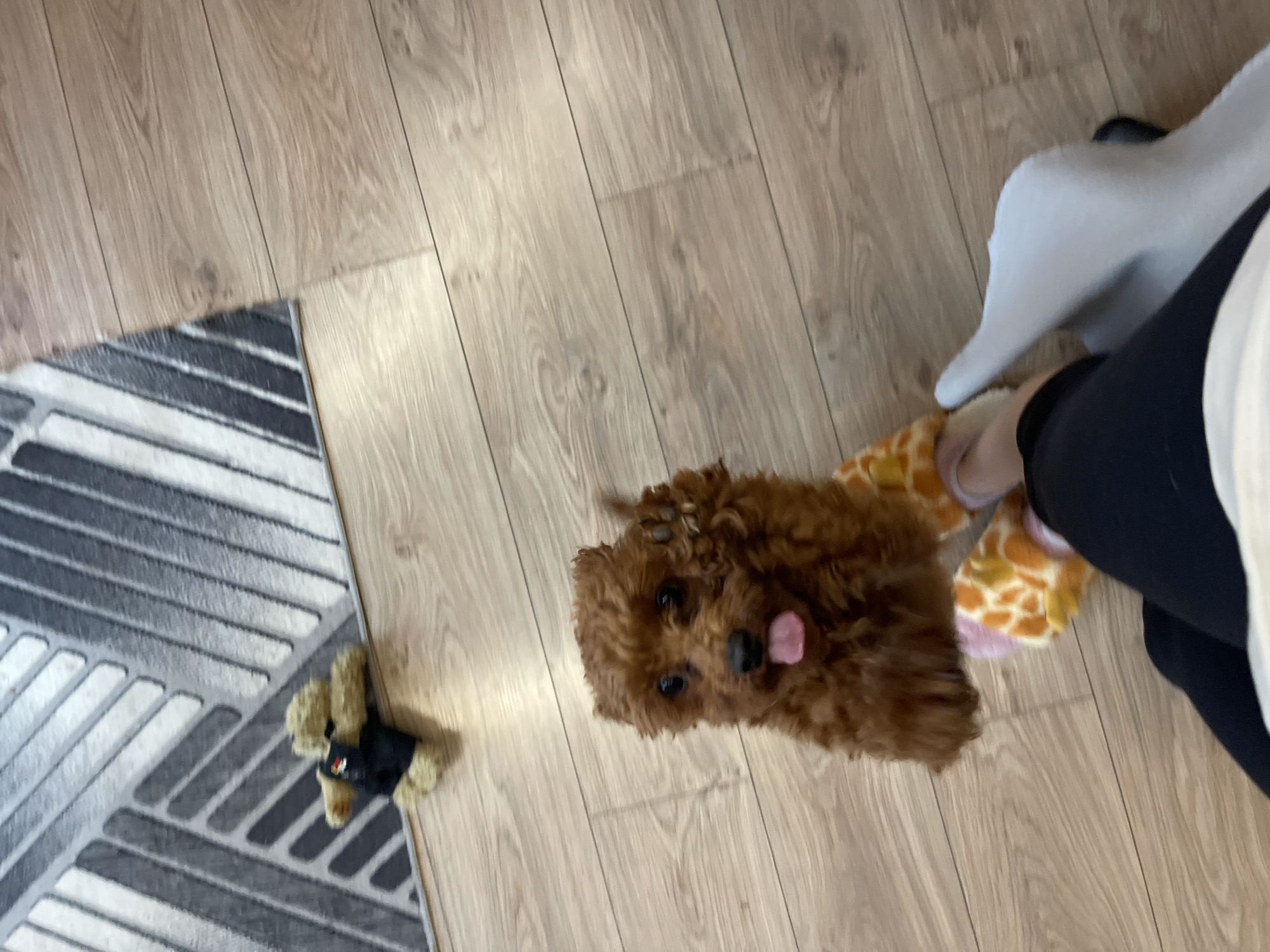 A small, fluffy, brown poodle puppy with its tongue sticking out is positioned in the foreground of the image, looking directly at the camera. The puppy is wearing novelty slippers that resemble giraffes. To the left of the puppy, a pair of human legs are visible, clad in black leggings and white socks, with one foot also in a giraffe slipper. In the background, a patterned rug with grey and white diagonal stripes is visible on a light brown wooden floor. A small, tan teddy bear wearing a black vest is lying on the rug. The scene appears to be indoors, likely a living room or bedroom, with no specific identifiable landmarks suggesting a location in Sofia, Bulgaria.