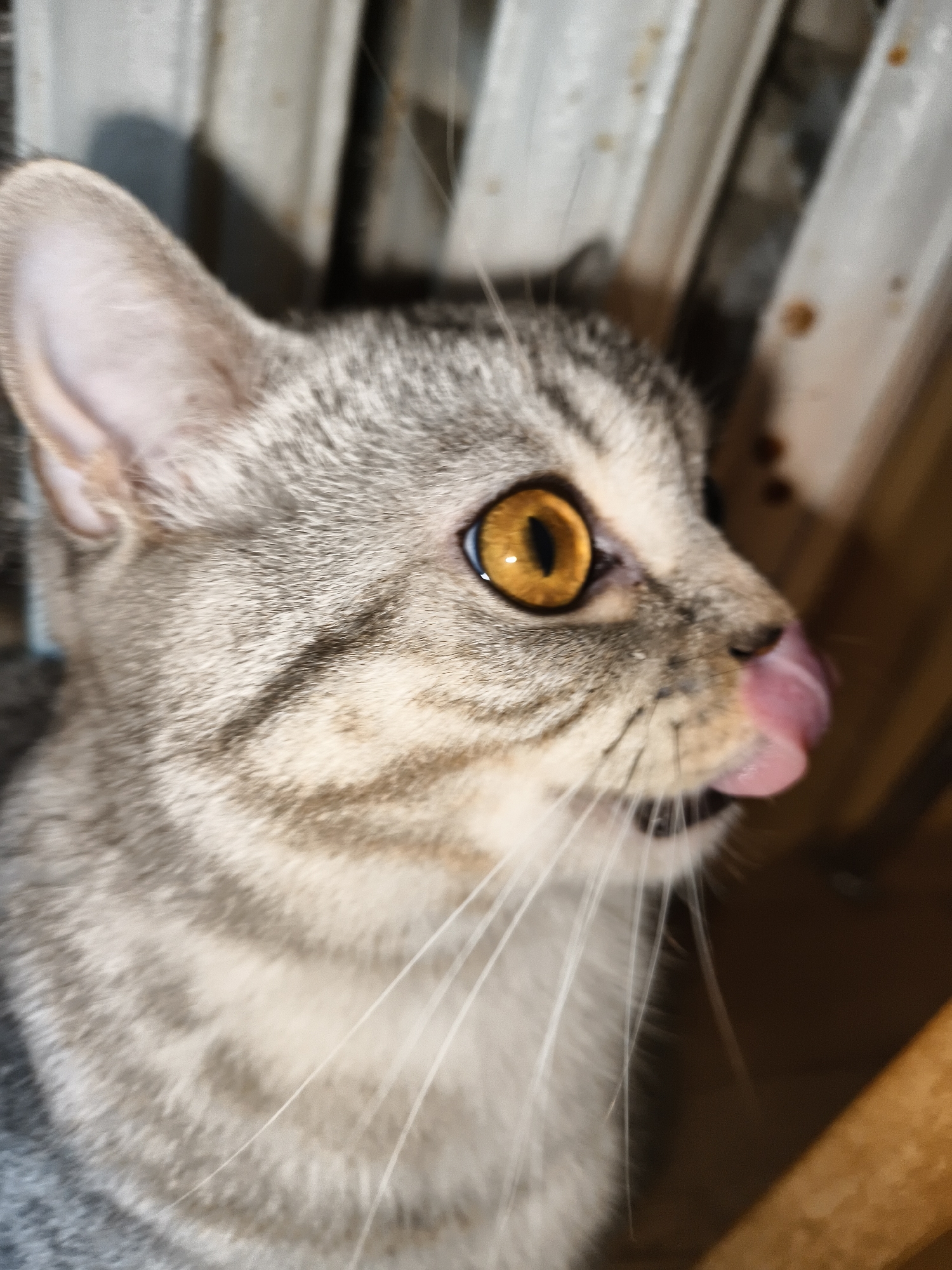 A close-up, profile shot captures a young tabby cat's face, with its body angled away from the camera. The cat's left eye, a striking amber hue with a vertical pupil, is prominently featured. Its pink tongue is flicked out, reaching towards its nose. The background consists of vertical, cream-colored slats, possibly part of a piece of furniture or a partition, with some brown speckles visible on them. The lighting is dim, casting a soft glow on the cat's fur. The cat's fur is a mix of gray and lighter tan, with distinct tabby markings. Its whiskers are long and white, fanning out from its muzzle. The image is taken from a low angle.