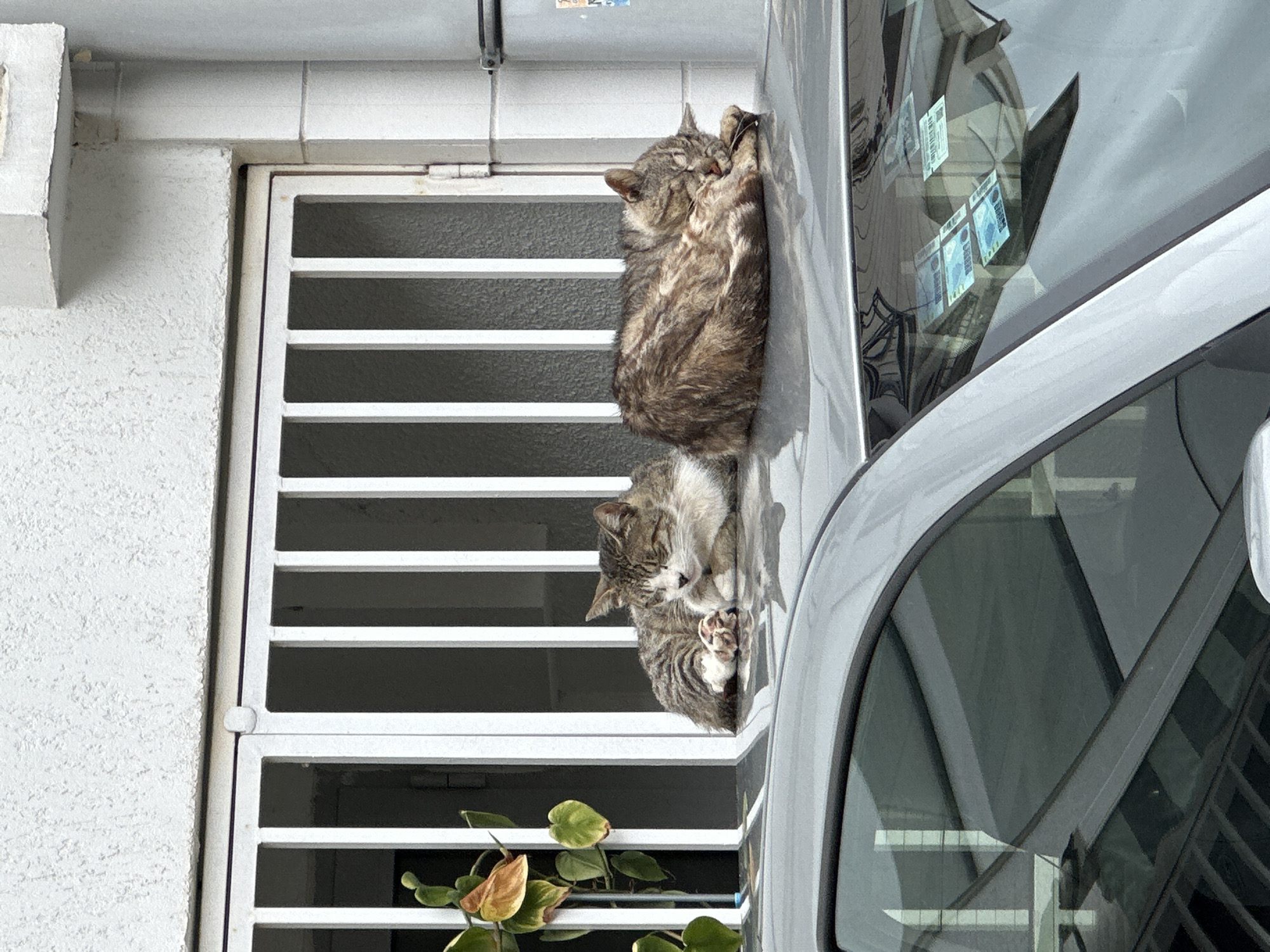 Two tabby cats are lying on the roof of a silver car parked in front of a white building with a barred window. The building is likely in Budva, Montenegro. The lower cat is lying on its side, with its paws near its head. A green plant sits at the base of the window. The car window reflects the bars of the window.