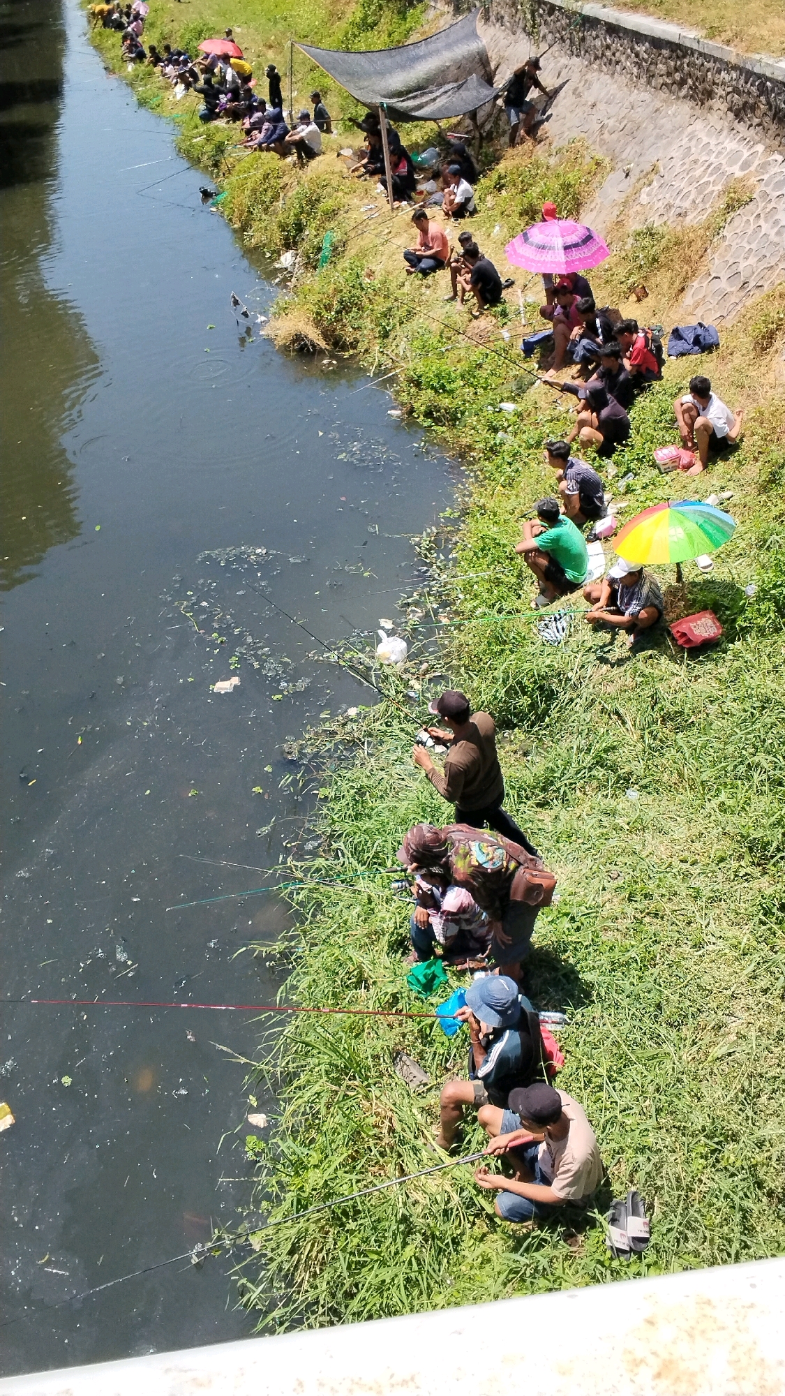 In the city of Mojokerto, Indonesia, a group of approximately 30 individuals are fishing from the grassy bank of a moderately wide, murky canal. The canal's water appears dark and contains visible debris, including leaves and plastic waste. The bank is covered in dense green grass and vegetation.
The people are spread along the canal, with many seated or squatting, actively engaged in fishing with long rods. Some are using umbrellas for shade, including a prominent pink umbrella and a smaller, multi-colored one. Several individuals are wearing hats, and their attire ranges from t-shirts to more casual clothing.
There are a few distinct groups: at the far end, a cluster of people are gathered under a makeshift black tarp shelter. Further down, individuals are fishing individually or in pairs. In the foreground, closer to the camera, a few people are fishing, with one individual appearing to adjust their fishing line.
The environment suggests a warm, sunny day. The canal bank is uneven, with a stone embankment visible on the right side of the image, further up the slope. The overall scene depicts a recreational fishing activity taking place in an urban waterway.