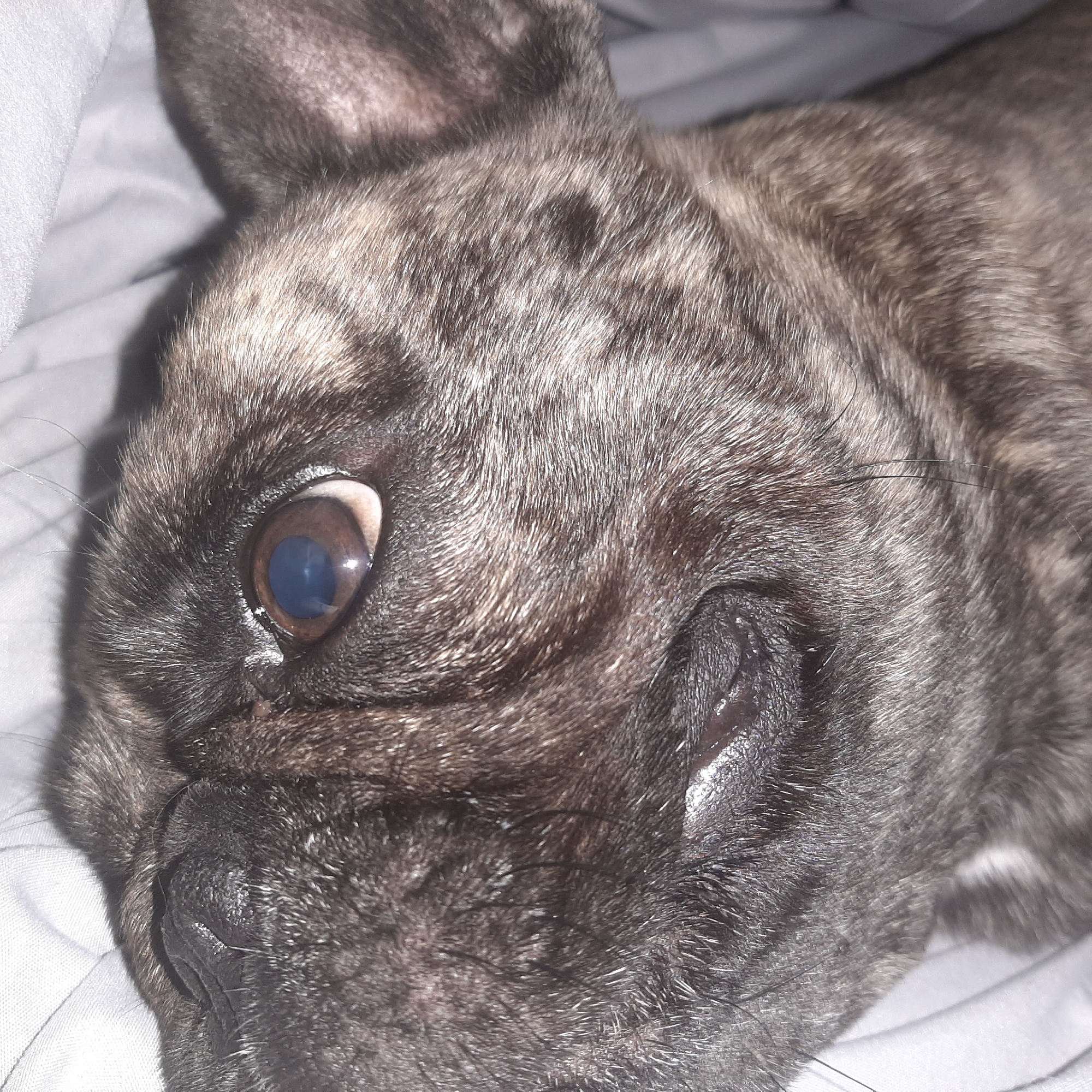 A close-up, eye-level, medium shot captures the head of a brindle French Bulldog lying on a light-colored, textured surface, likely a bed or blanket. The dog's face is the primary focus, with its left eye prominently displayed and partially closed. The eye is a deep brown with a lighter hazel ring around the pupil, which appears dilated and reflects a bright blue light. The dog's fur is short and dense, exhibiting a brindle pattern of dark brown and black stripes over a lighter tan base. The texture of the fur appears slightly matted in places. The dog's nose is dark and moist, with visible wrinkles and a few stray whiskers. To the right of the eye, the skin of the face is wrinkled, and a portion of the dog's ear is visible at the top left of the frame, also covered in brindle fur. The background is blurred and consists of the light-colored surface and subtle shadows, suggesting indoor lighting. No other subjects or objects are discernible in the image. The scene is devoid of any contextual information regarding its location in the city of Unknown, Unknown.