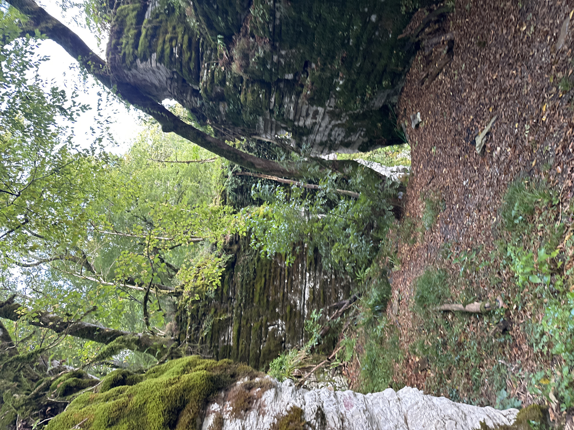 The image depicts a dense forest scene with towering rock formations covered in moss. A narrow path covered with fallen leaves winds through the rocks and vegetation. The light is dappled, indicating a shaded area within the forest. The overall impression is one of a natural, somewhat wild, and overgrown environment. There are no people or animals visible in the image, and no objects that suggest human activity other than the path itself.
