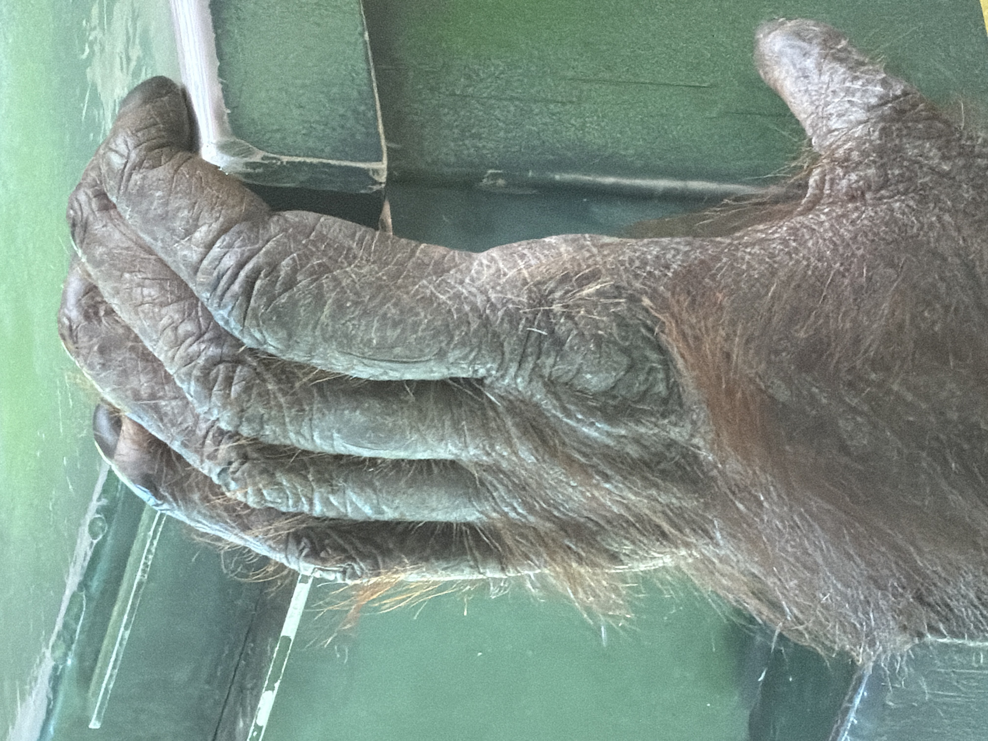 The image displays a close-up, vertical view of a large primate's left hand, consistent with that of an orangutan, within an enclosure at the Kristiansand Zoo and Amusement Park in Kristiansand, Norway. The hand features prominent, deep wrinkles on its dark gray skin, particularly across the knuckles and finger pads. Coarse, reddish-brown fur covers the back of the hand and fingers, thinning towards the fingertips. Four fingers are flexed and rest firmly on the upper edge of a dark green, rectangular structure. This structure's top surface is a distinct lighter, off-white color. A partial view of the primate's thumb is visible extending towards the lower right. The background consists of a uniform light green surface, indicative of an enclosure wall, water, or glass barrier, with faint horizontal reflections present in the upper left quadrant. No human subjects or other animals are visible.