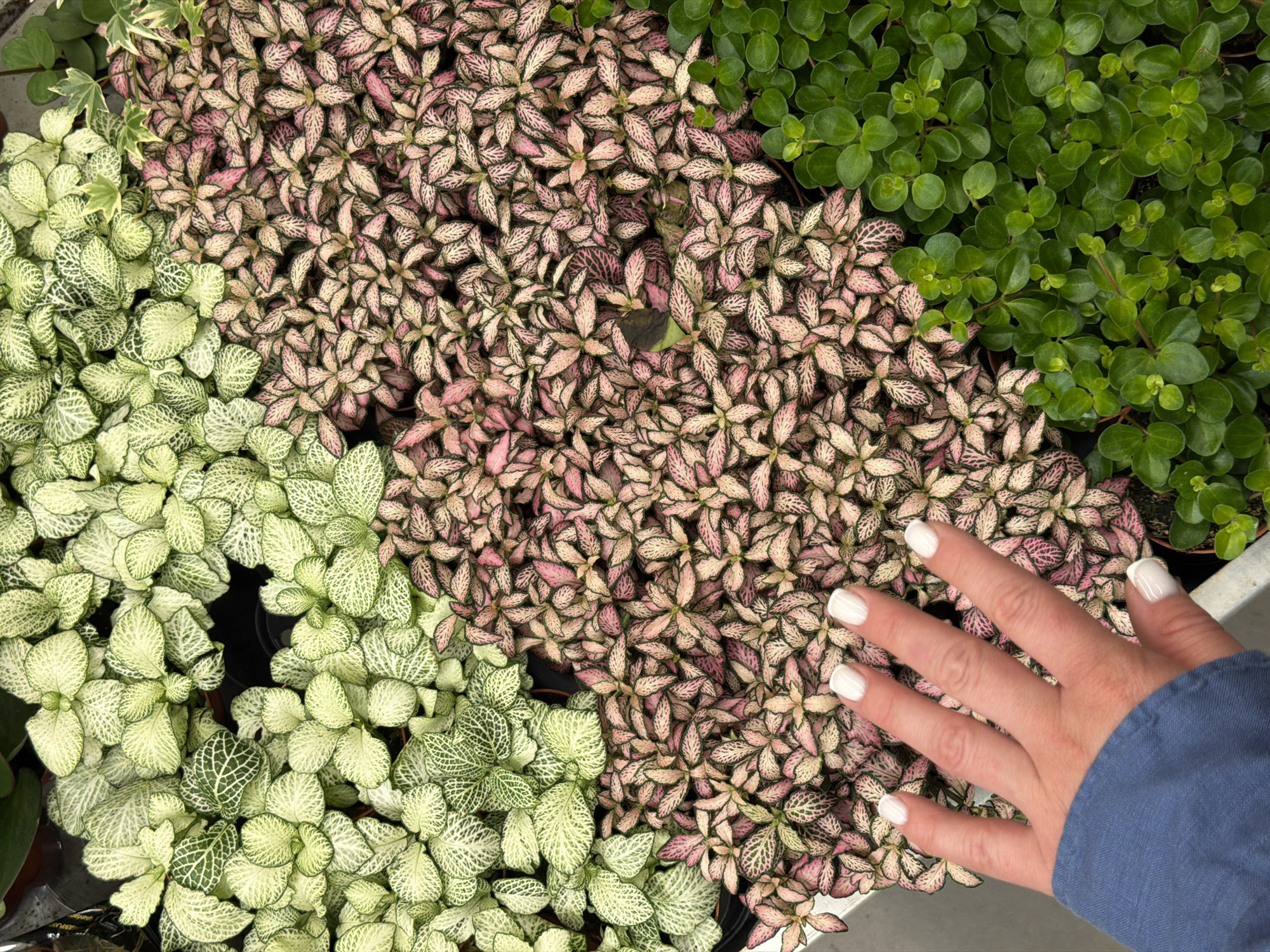 The image displays a high-angle, close-up view of an indoor plant display in the city of Riga, Latvia. The scene is dominated by three distinct varieties of small, potted foliage plants arranged closely together, creating a mosaic of textures and colors.
In the top-left quadrant, a dense cluster of light green Fittonia (nerve plant) is visible, characterized by small, ovate leaves with prominent white or very pale green venation. Adjacent to and below this section, extending into the mid-right and lower-middle portions of the frame, is a large mass of Fittonia with speckled pink and light green leaves, featuring intricate networks of pink veins. In the lower-right quadrant, a section of smaller, solid green, round-leaved plants, possibly Peperomia, forms a contrasting cluster.
A human hand, consistent with an adult female, is positioned in the lower-left, extending from the bottom edge into the frame. The hand is fair-skinned, with all five fingers visible and nails manicured with a glossy white polish. The cuff of a blue, long-sleeved garment, possibly denim or chambray, is visible around the wrist. The hand is positioned above the pink and green Fittonia, not actively touching any plants. Dark gaps between the plant groupings suggest individual pots. A light-colored edge of a display shelf is visible along the bottom.
