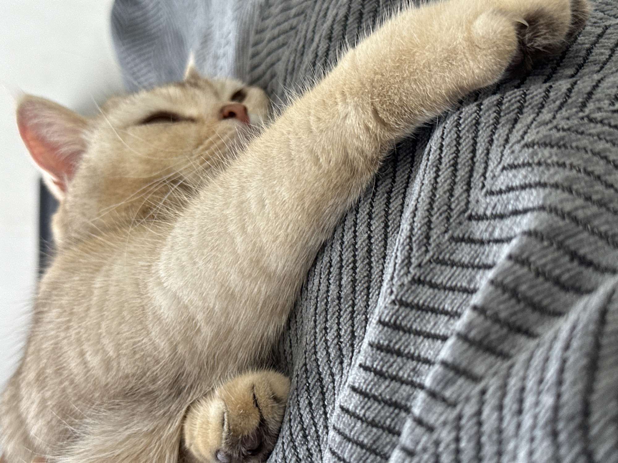 A light brown cat is sleeping on a gray herringbone patterned fabric. The cat's left paw is visible near the bottom left of the frame, and its right front leg is stretched out across the fabric. The cat's head is tilted back, with its eyes closed. The background is slightly out of focus, with a hint of white or light gray.