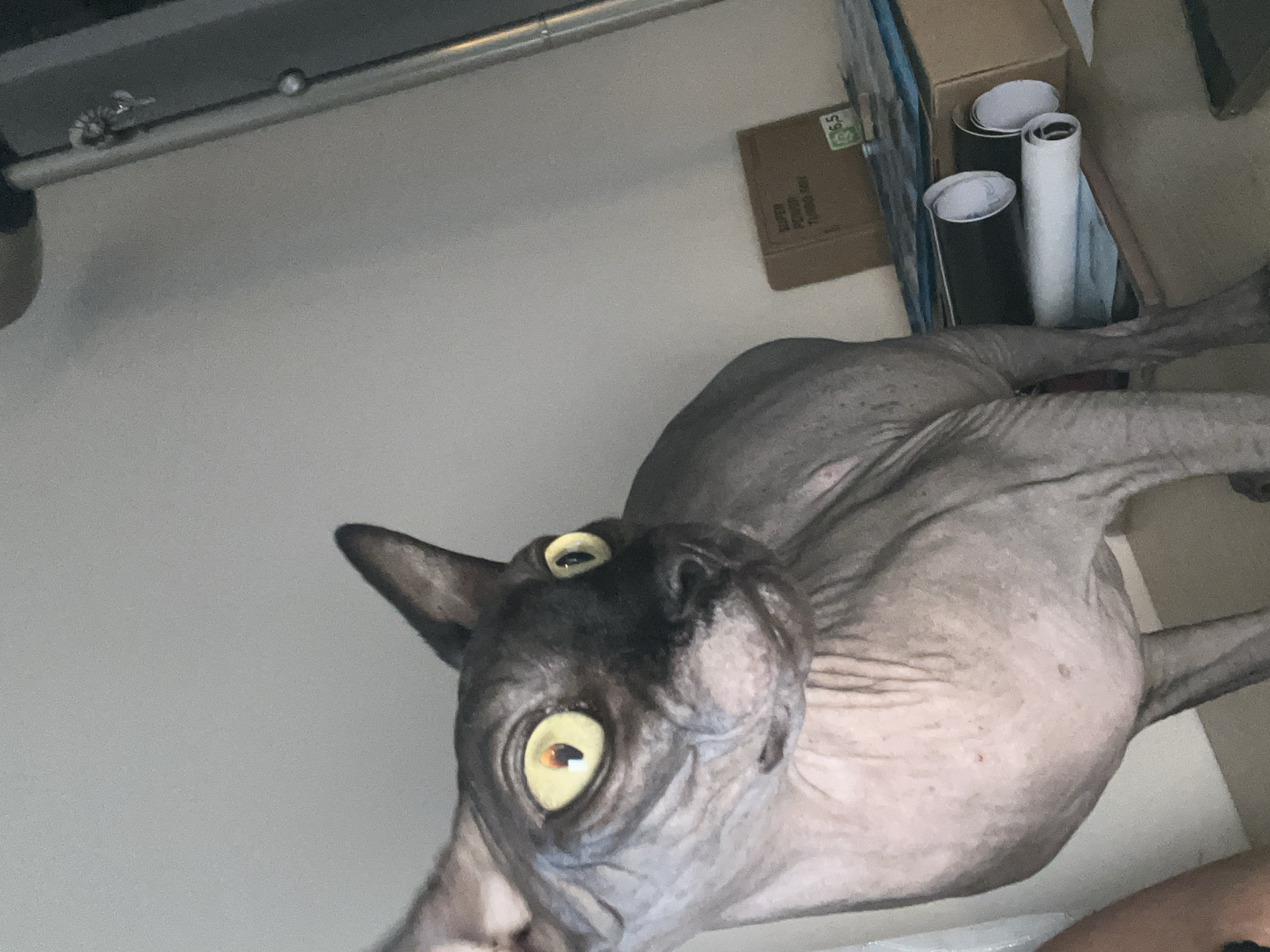 A close-up, eye-level shot shows a hairless cat with large, yellow eyes and dark grey skin. The cat is looking to the right of the frame, with its head tilted slightly. Its skin is wrinkled, particularly around its neck and face. The cat is standing, with its hind legs visible in the lower right of the frame. In the background, a wall is visible, with a large metal pole extending vertically down the right side of the image. To the right of the cat, there are several boxes and rolls of what appear to be paper or posters stacked on a surface. A small cardboard box with text "SUPER POWER TURBO MOP" is visible. The scene appears to be indoors, possibly in a storage area or a room with boxes. The location is specified as Kallithea, Greece.