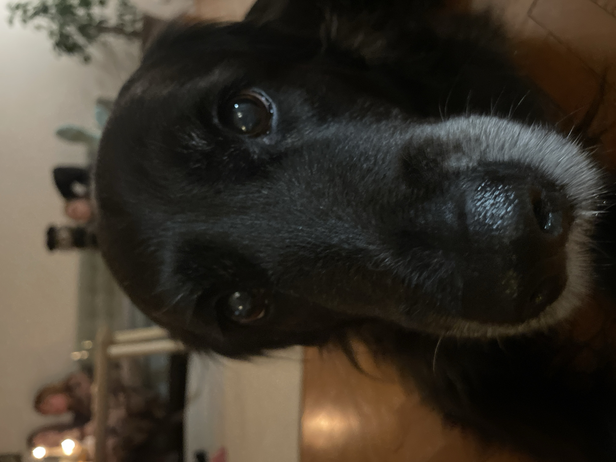 A close-up, rotated image shows a black dog's face with a graying muzzle. The dog's eyes are visible and reflect light. In the blurred background are indistinct shapes suggesting people and furniture in an interior setting. The location in the city of Belgrade, Serbia, cannot be determined from this image.