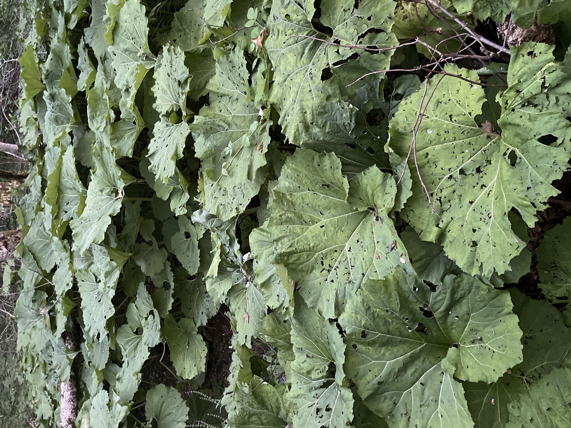 The image displays a dense thicket of large, green, leafy plants in what appears to be a forested area. The leaves are broad and somewhat heart-shaped, with visible veins and numerous small holes, suggesting insect activity or natural wear. Some dried branches and twigs are interspersed among the foliage. The ground beneath the leaves is dark and appears to be soil or leaf litter. The overall impression is one of lush, wild vegetation. No people or specific landmarks that would pinpoint a location in Sjerogošte, Montenegro, are visible.