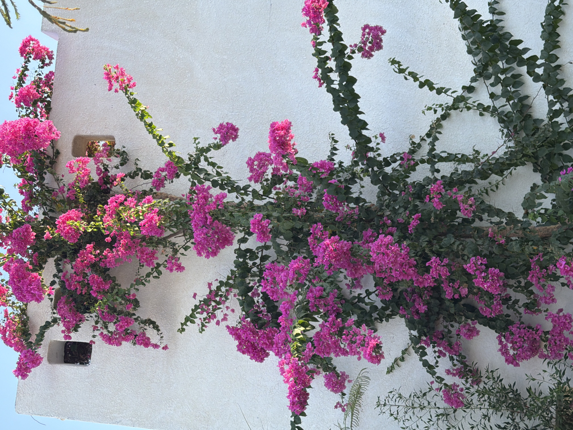 The image shows a white stucco wall with a bougainvillea plant climbing up it. The bougainvillea has bright pink flowers and dark green leaves. There are two small, rectangular openings in the wall, which appear to be windows or vents. The wall is textured and appears to be part of a building in Sharm El Sheikh, Egypt. The sky is visible in the upper left corner of the image and appears to be a clear, light blue. The lighting suggests it is daytime, possibly late afternoon, given the angle of the light and shadows. There are no people or animals visible in the image. The scene is static and peaceful, highlighting the natural beauty of the flowering plant against the architectural backdrop.