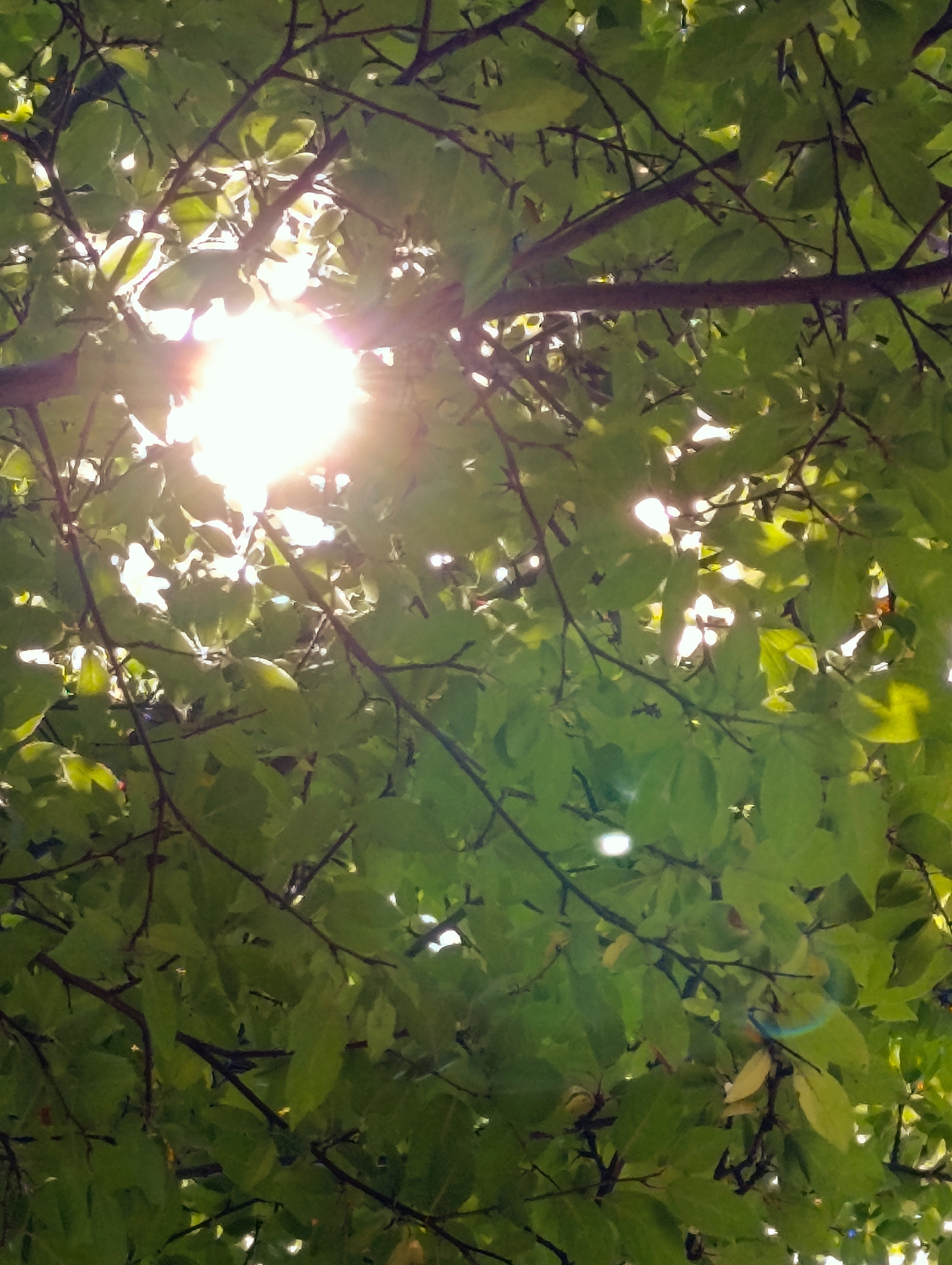 The image is a low-angle shot of the sun shining through the leaves and branches of a tree. The sun is bright and appears as a white orb with rays of light emanating from it. The leaves are green and slightly out of focus, with some branches visible. There is a lens flare in the upper left quadrant of the image, and a smaller one in the lower right. The overall scene is dappled with sunlight. The image does not contain any identifiable landmarks or contextual clues that would allow for specific localization within the city of Minsk, Belarus.