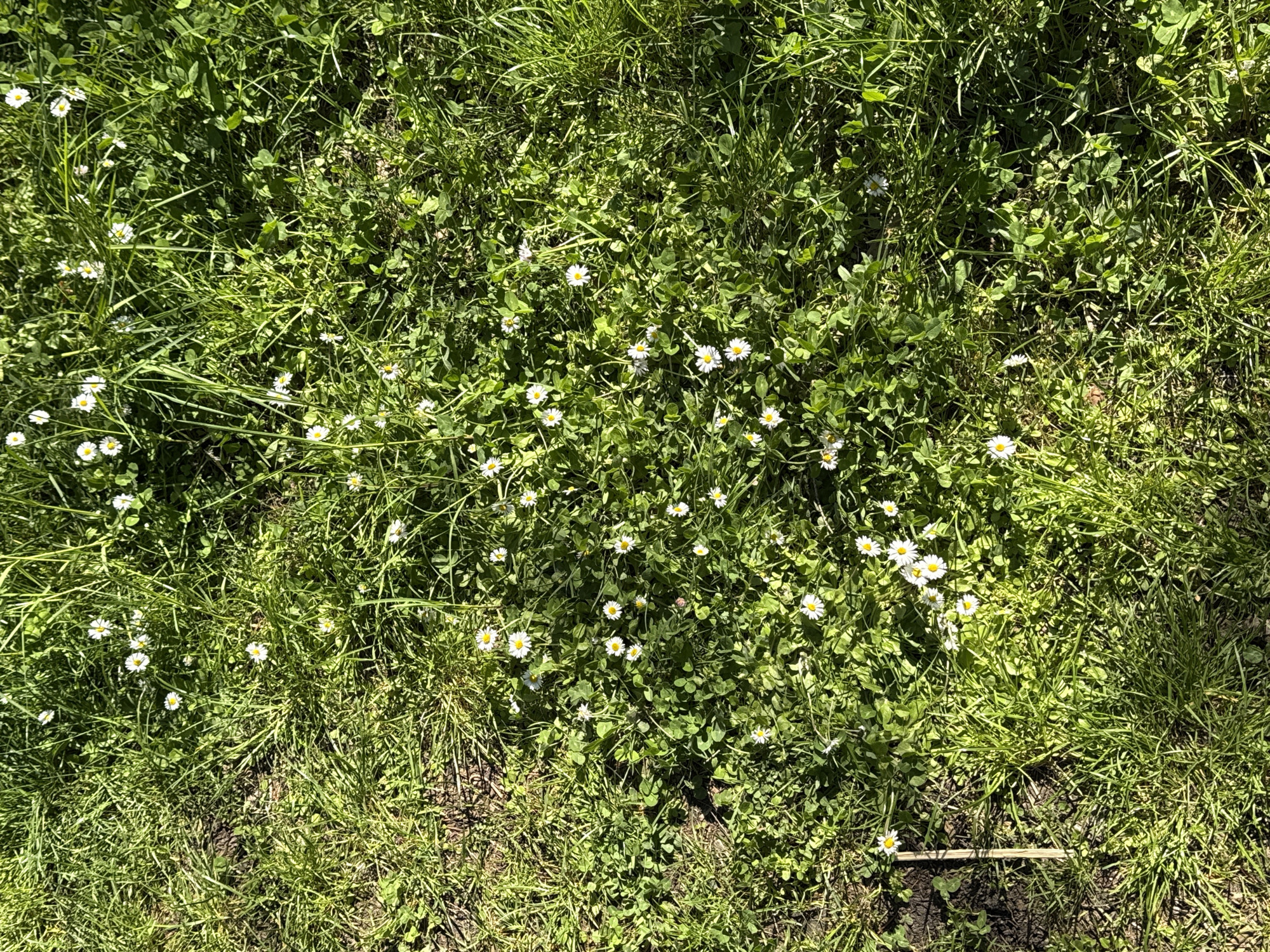 The image shows a patch of grass and clover speckled with white daisies. The grass appears to be of varying lengths and shades of green, with some areas showing signs of dryness. The clover is interspersed throughout, adding a texture of round leaves. The daisies are scattered unevenly, some in clusters and others isolated. A single dry twig lies near the bottom right of the frame. The location is likely a lawn or open grassy area, though the city and specific location are unknown. The lighting suggests a sunny day, creating shadows and highlights across the scene.