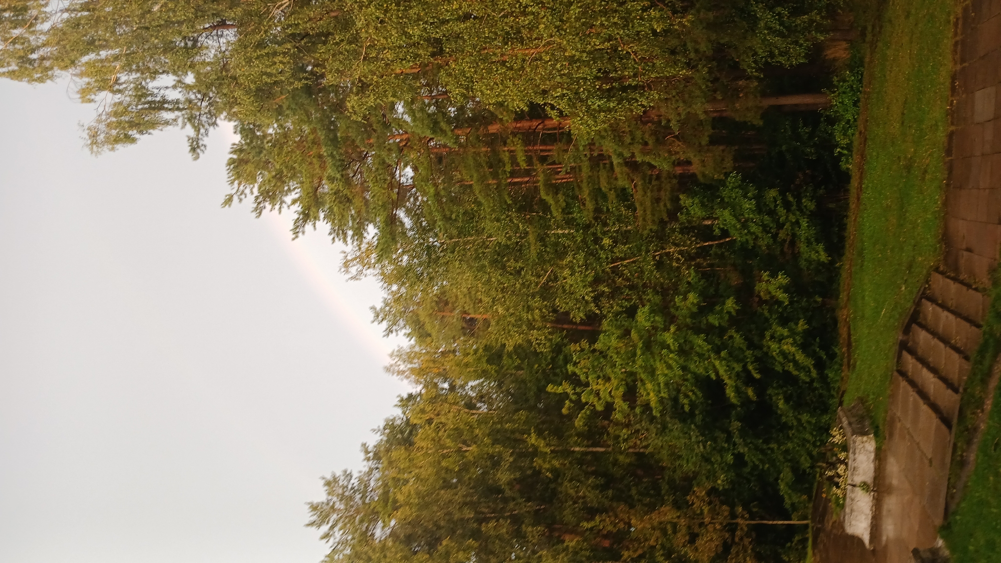The image depicts a lush, green forest bordering a park-like area with a paved walkway and steps leading down. A faint rainbow arches across the overcast sky, partially obscured by the dense foliage of pine and deciduous trees. In the foreground, a stone planter with a few flowers is visible. The scene suggests a tranquil natural setting, possibly a park or forest edge in Visaginas, Lithuania, given the specific context. The lighting indicates it might be late afternoon or early evening, with the sky suggesting recent or impending rain. There are no people or animals visible in the frame.