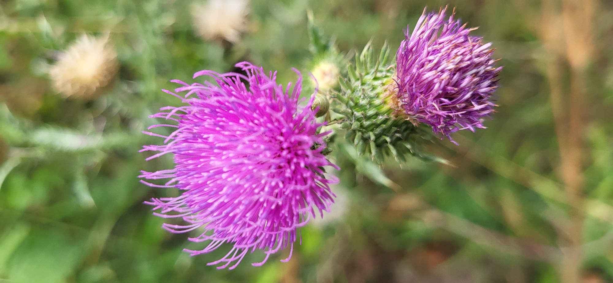 A close-up, vertical shot features two thistle flowers in bloom. The larger, more prominent flower is a vibrant purple and is in focus, its delicate petals fanning outwards. Below it, a smaller, partially bloomed thistle with a similar purple hue is also visible, its spiky green bud and fading petals slightly out of focus. The background consists of a soft blur of green foliage and a hint of a dried-out, fuzzy seed head, suggesting a natural, outdoor environment. The specific location within Сырымбет, Kazakhstan is not discernible from the image itself.